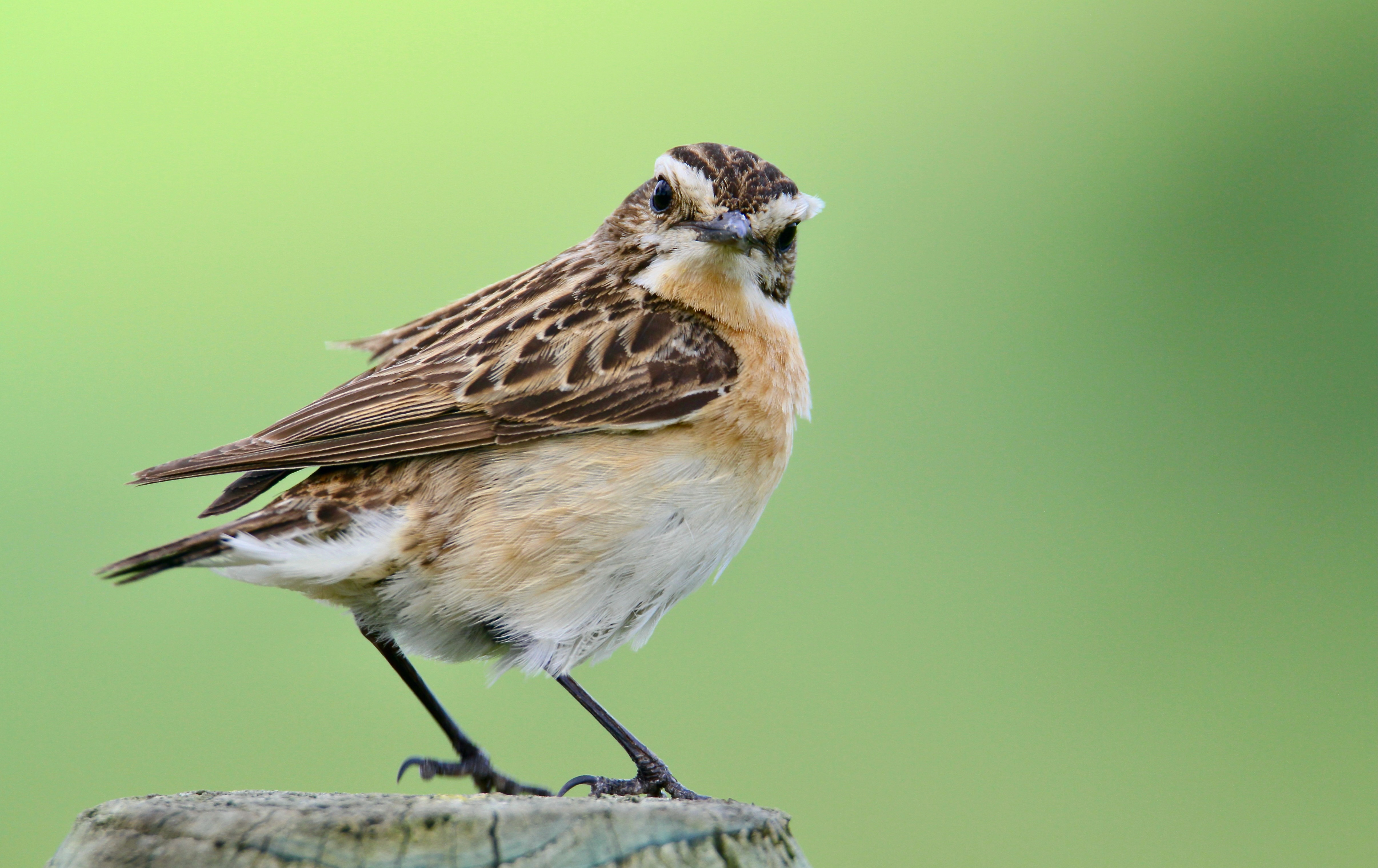 Braunkehchen Vogelsberg (MSommerhage)