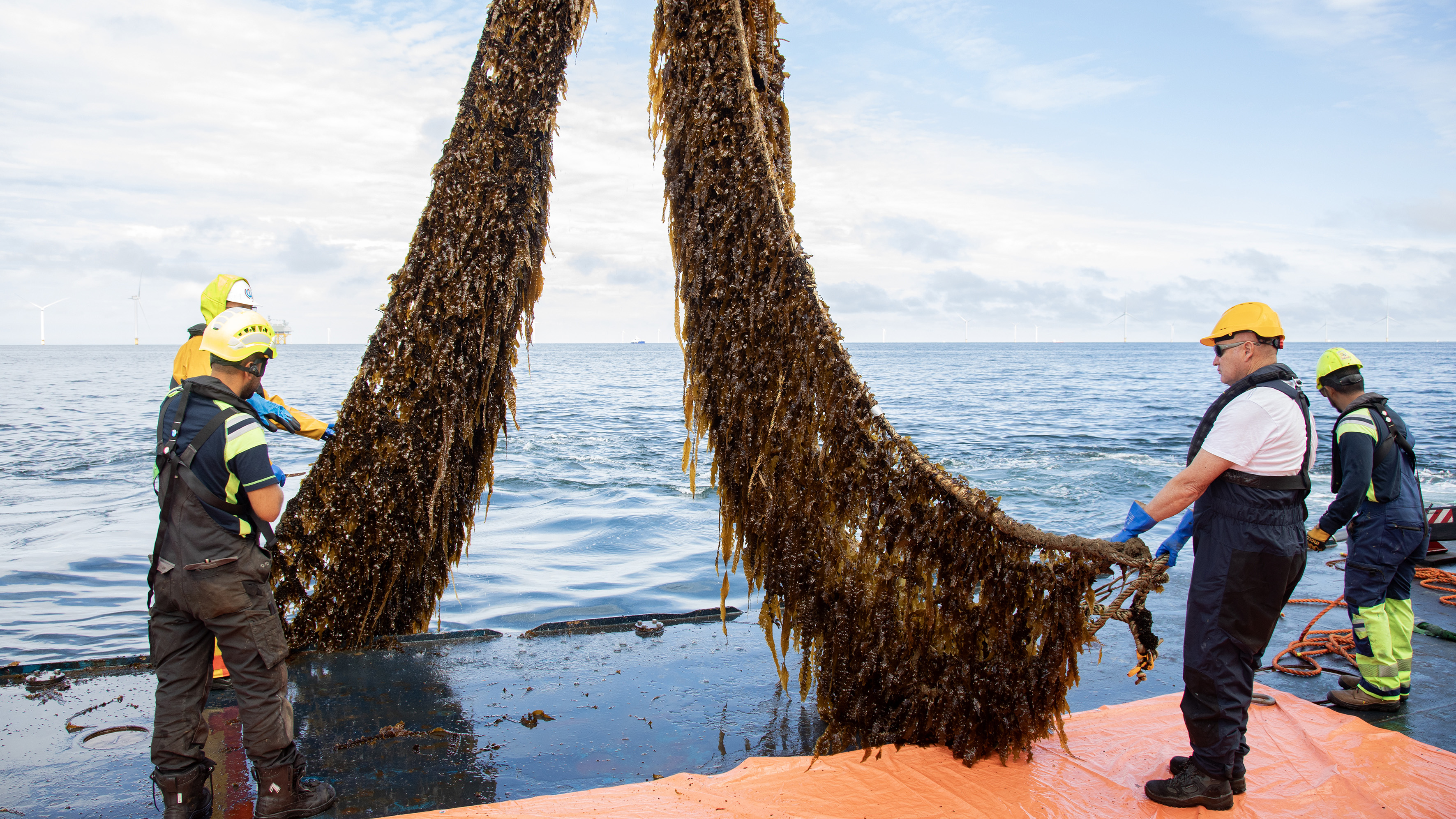 Workers harvesting large seaweed sheets from ocean