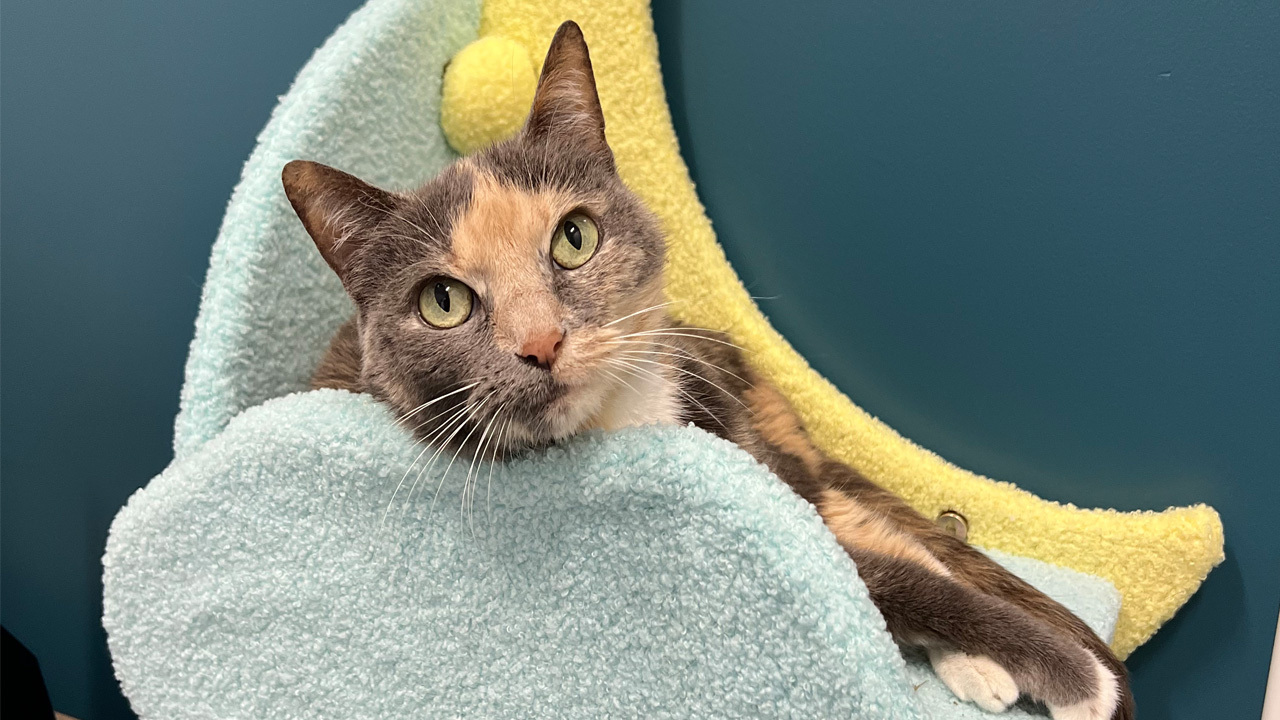 An image of a cat sitting in a moon and cloud shaped cat tree looking at the person taking the picture. The cat has grey and orange spots and light green eyes.