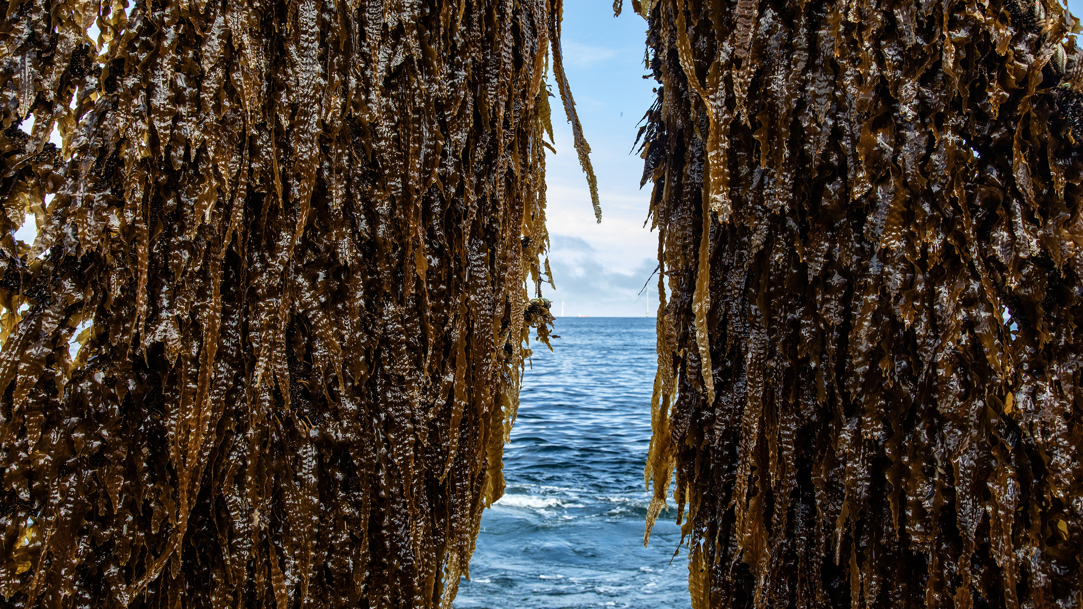 Sea view framed by hanging kelp strands