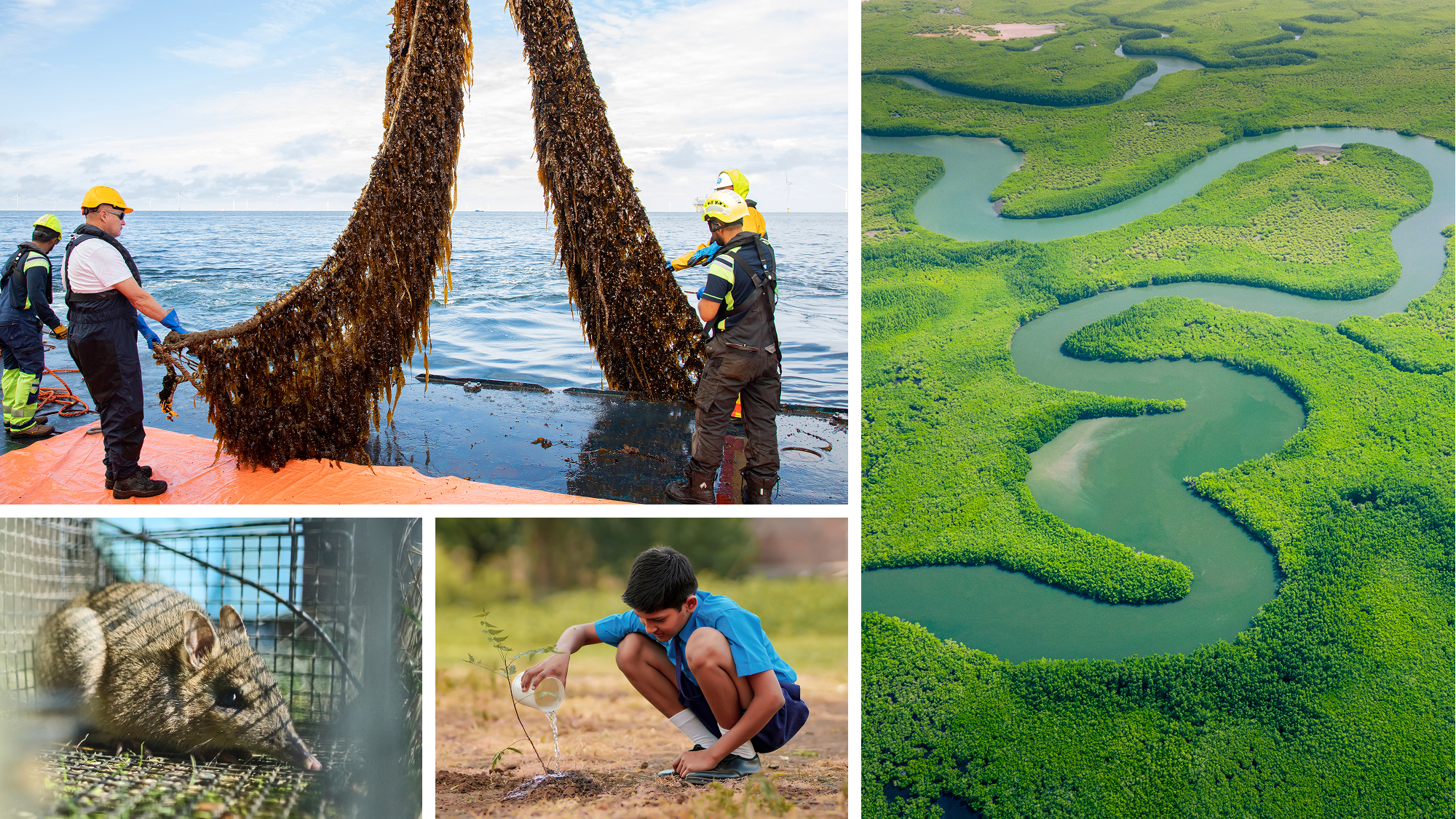 Workers pulling seaweed cultivation ropes from ocean; person planting sapling; aerial view of meandering river through wetlands; a small marsupial