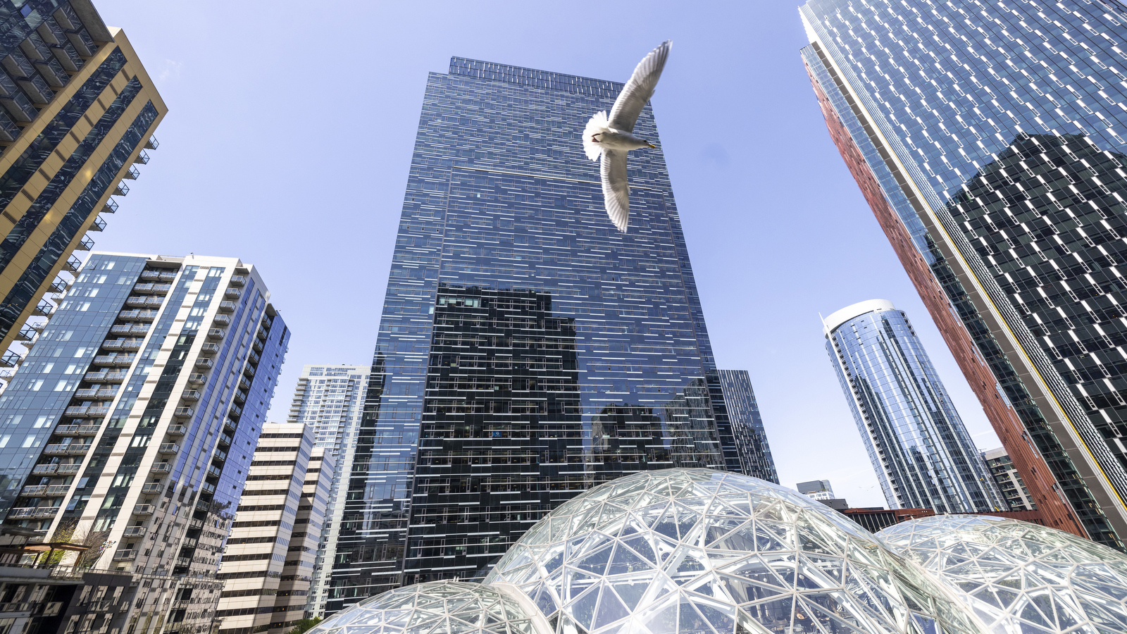 An image of the outside of Amazon's offices at the center of its Seattle headquarters. The camera is looking up at the buildings and the Spheres from the ground. There is a seagull flying in front of the buildings and blue skies in the background.