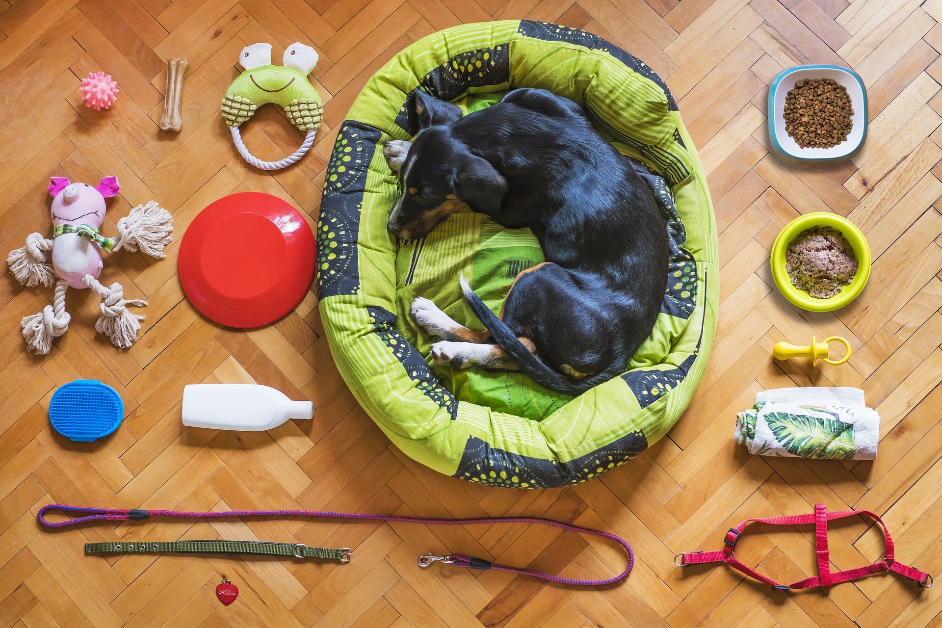 Dog accssories Amazon INdia