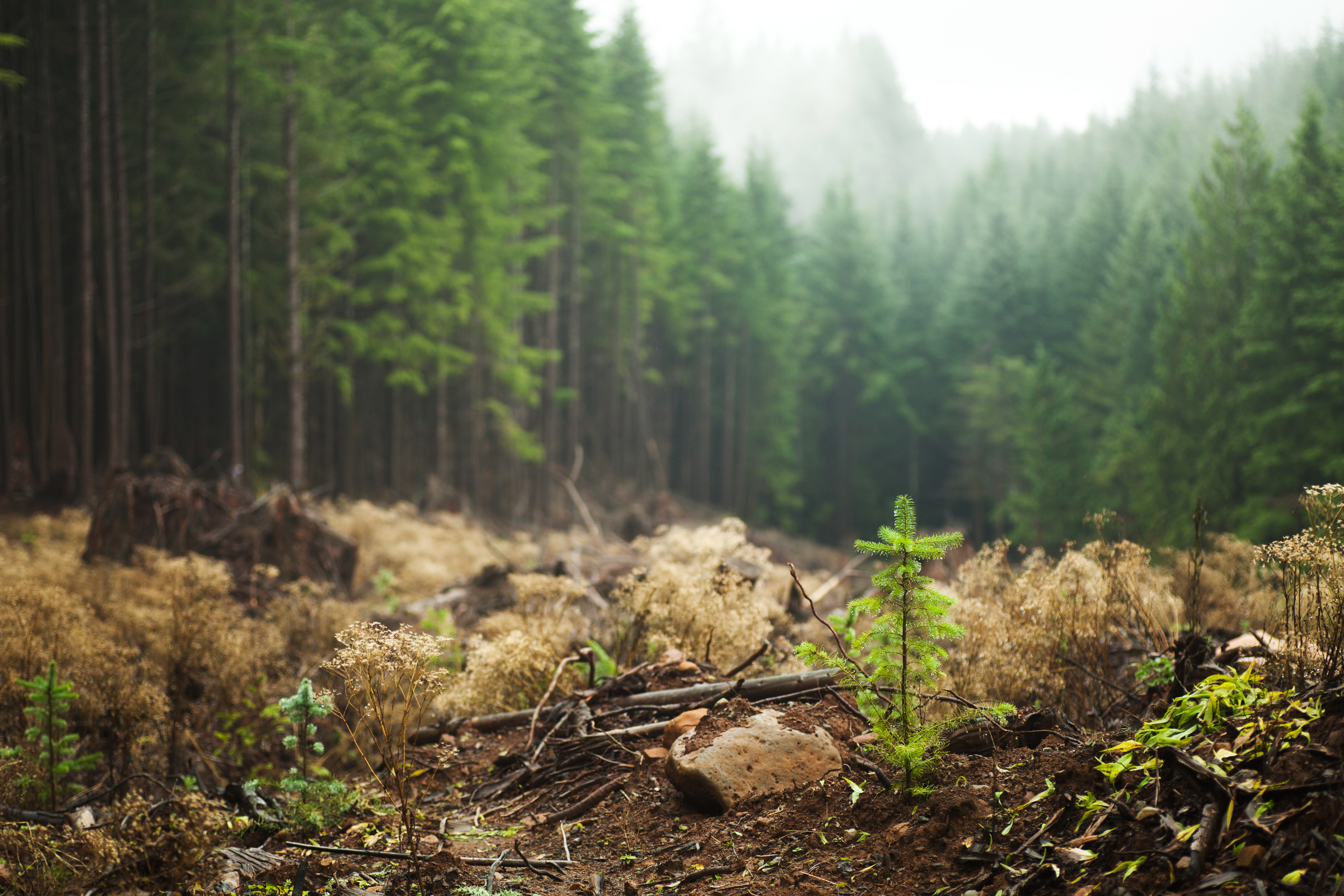 Wald_Baum_Nebel_Sätzling