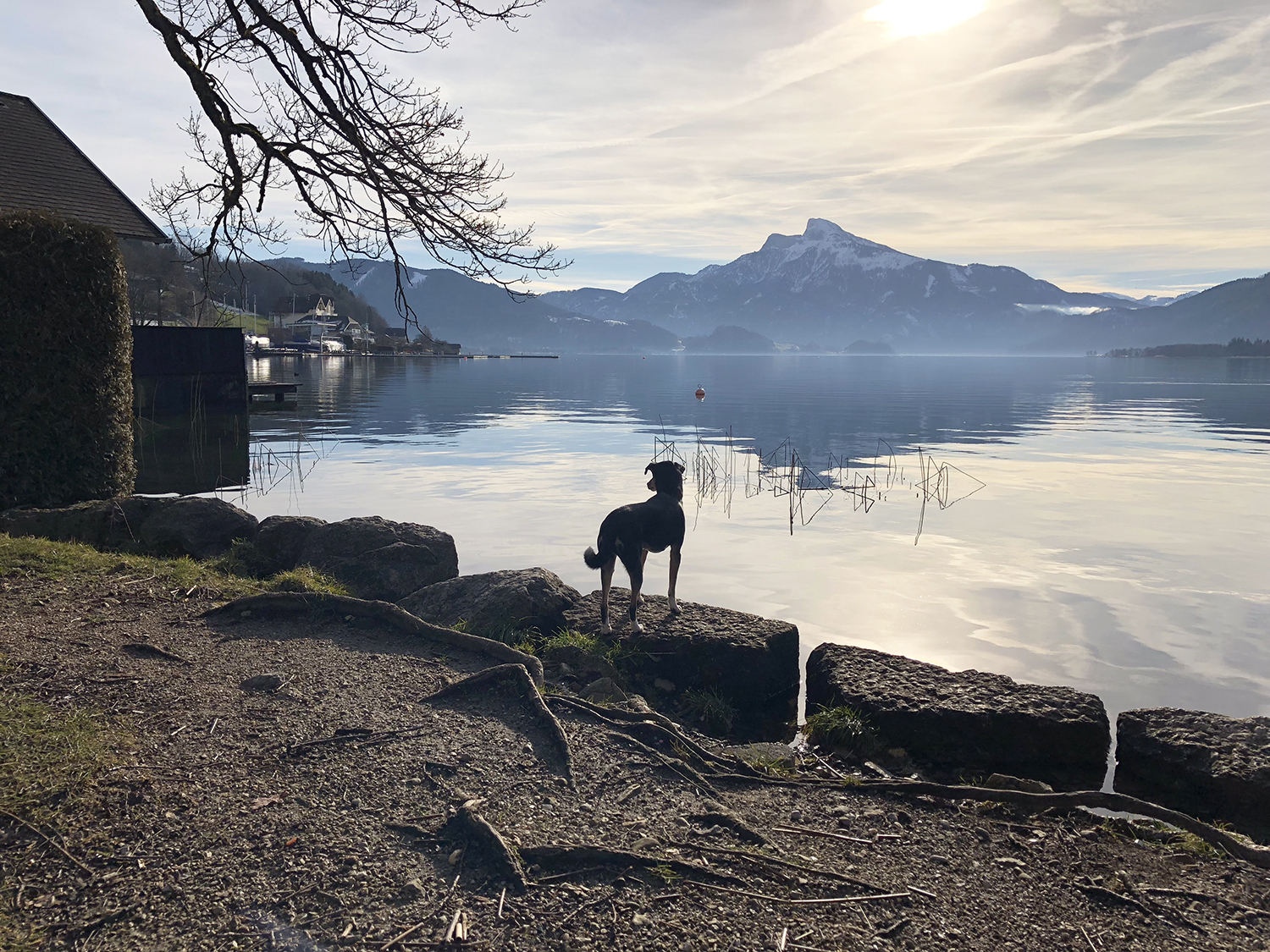 Utes Hund Conchi blickt auf einen See in Österreich. Im Hintergrund sieht man Wolken, Berge mit Schnee und Sonnenschein.