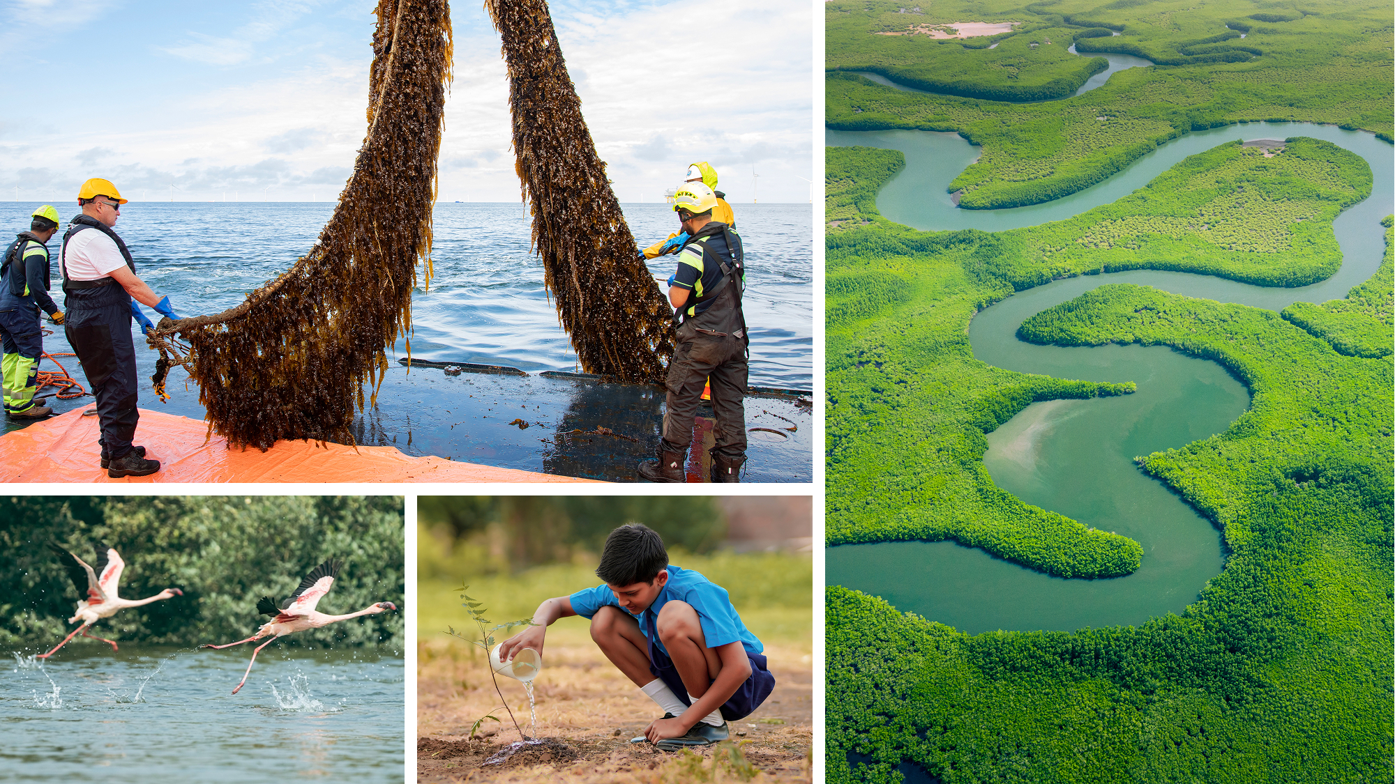 Workers harvesting seaweed from ocean, aerial view of winding river through green landscape