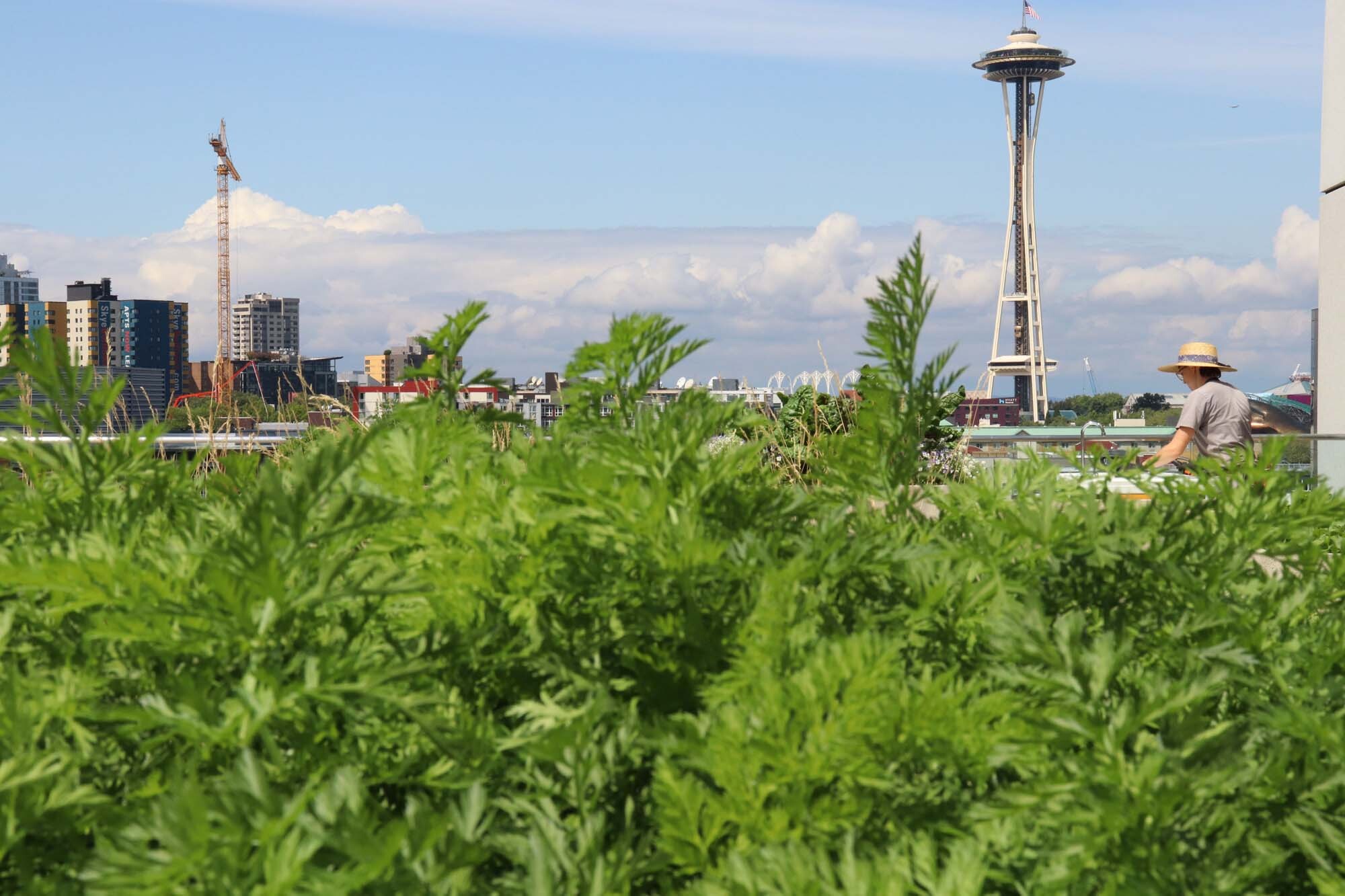 Amazon's rooftop organic vegetable garden, providing the harvest to FareStart restaurant