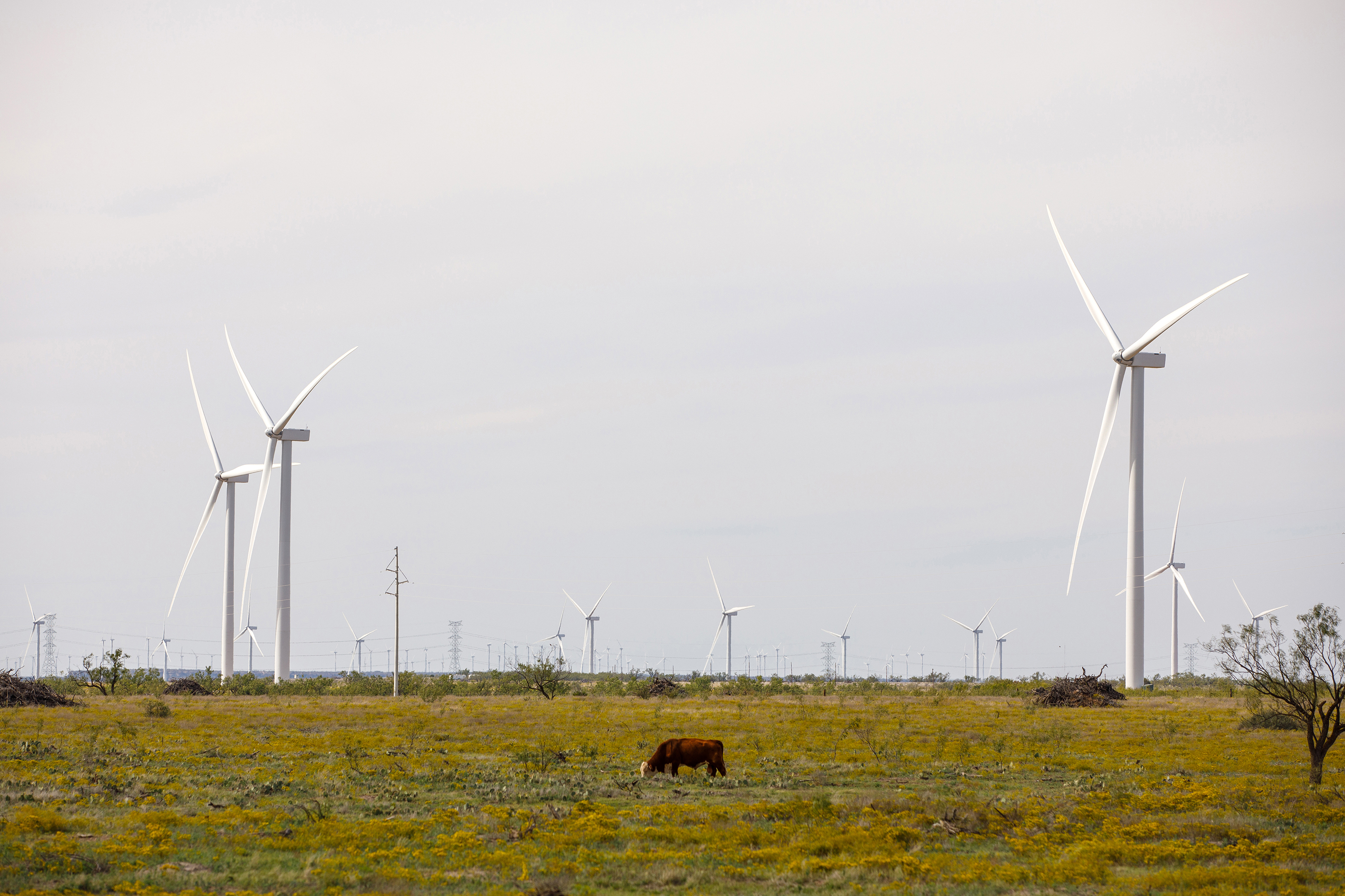 A collection of wind turbines in one of Amazon's wind farms