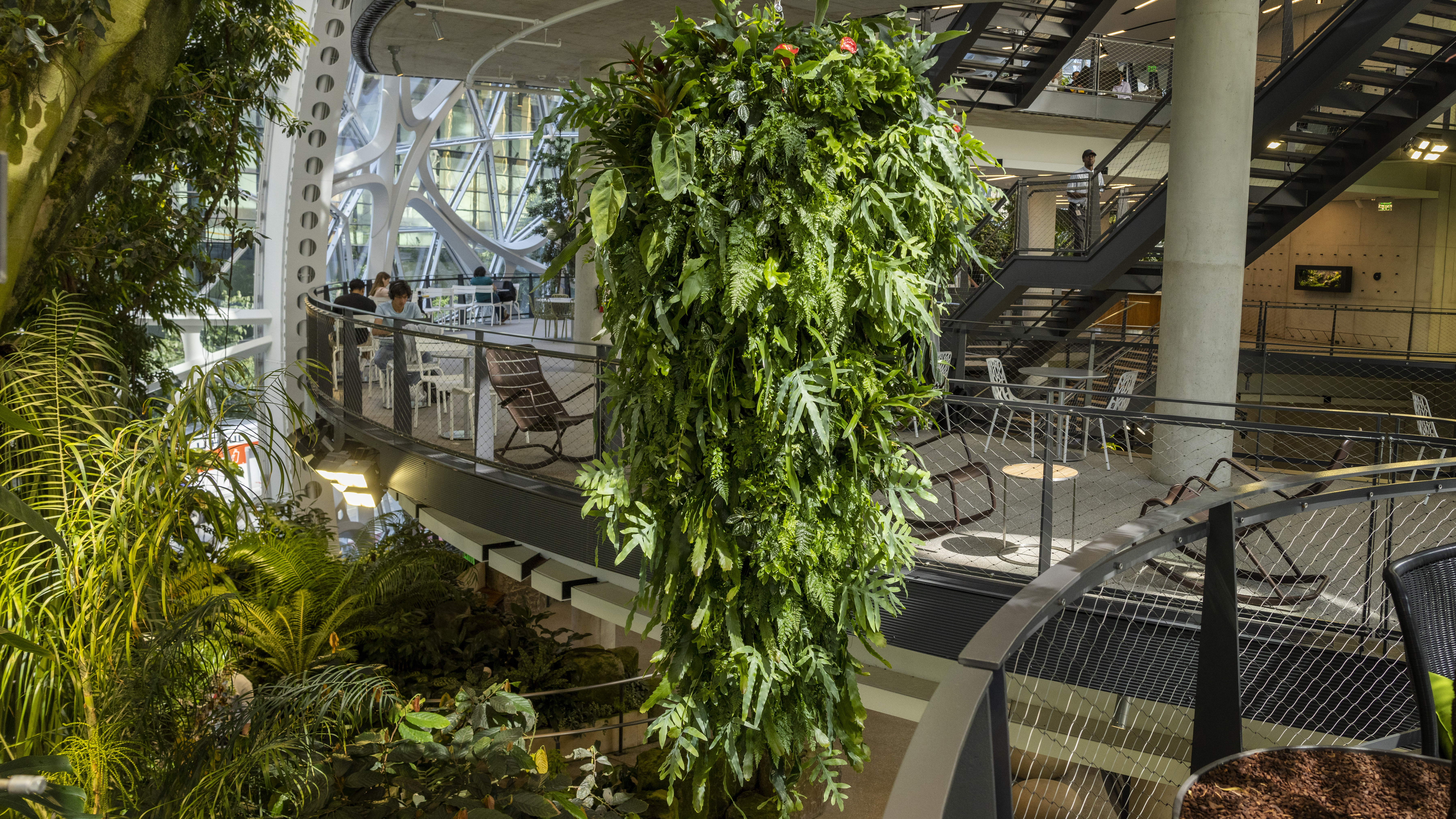 An image of a large formation of green plants suspended from the ceiling in the Amazon Spheres.