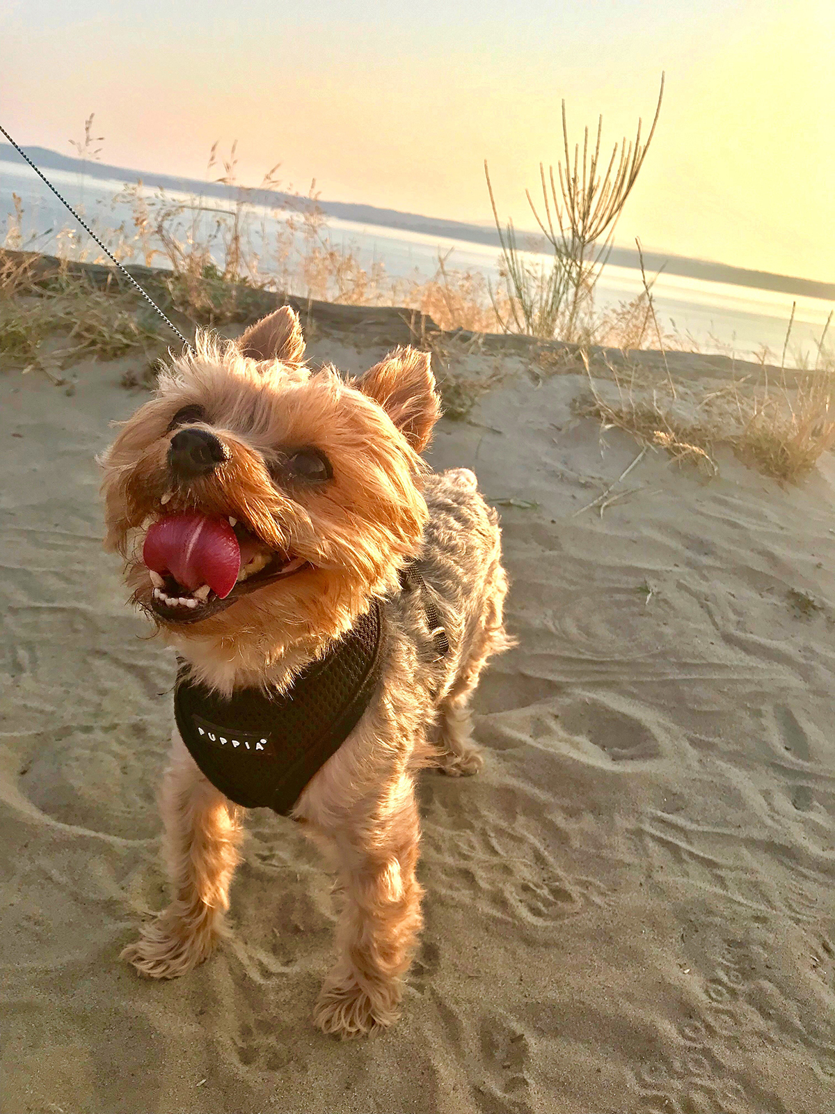 A Yorkshire Terrier stands on the beach, looking up at his owner, while the sun sets behind him. 