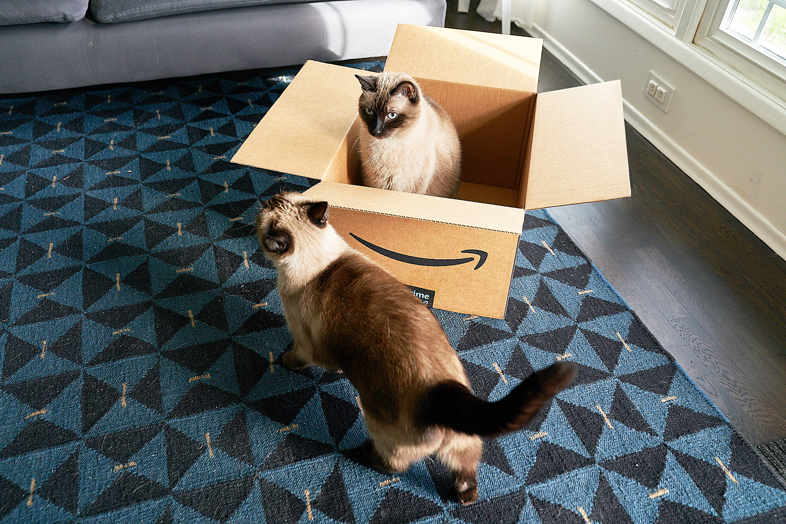 An image of two Siamese cats in a living room. Once is sitting in an Amazon box and the other is rubbing its face on the outside of the box. 