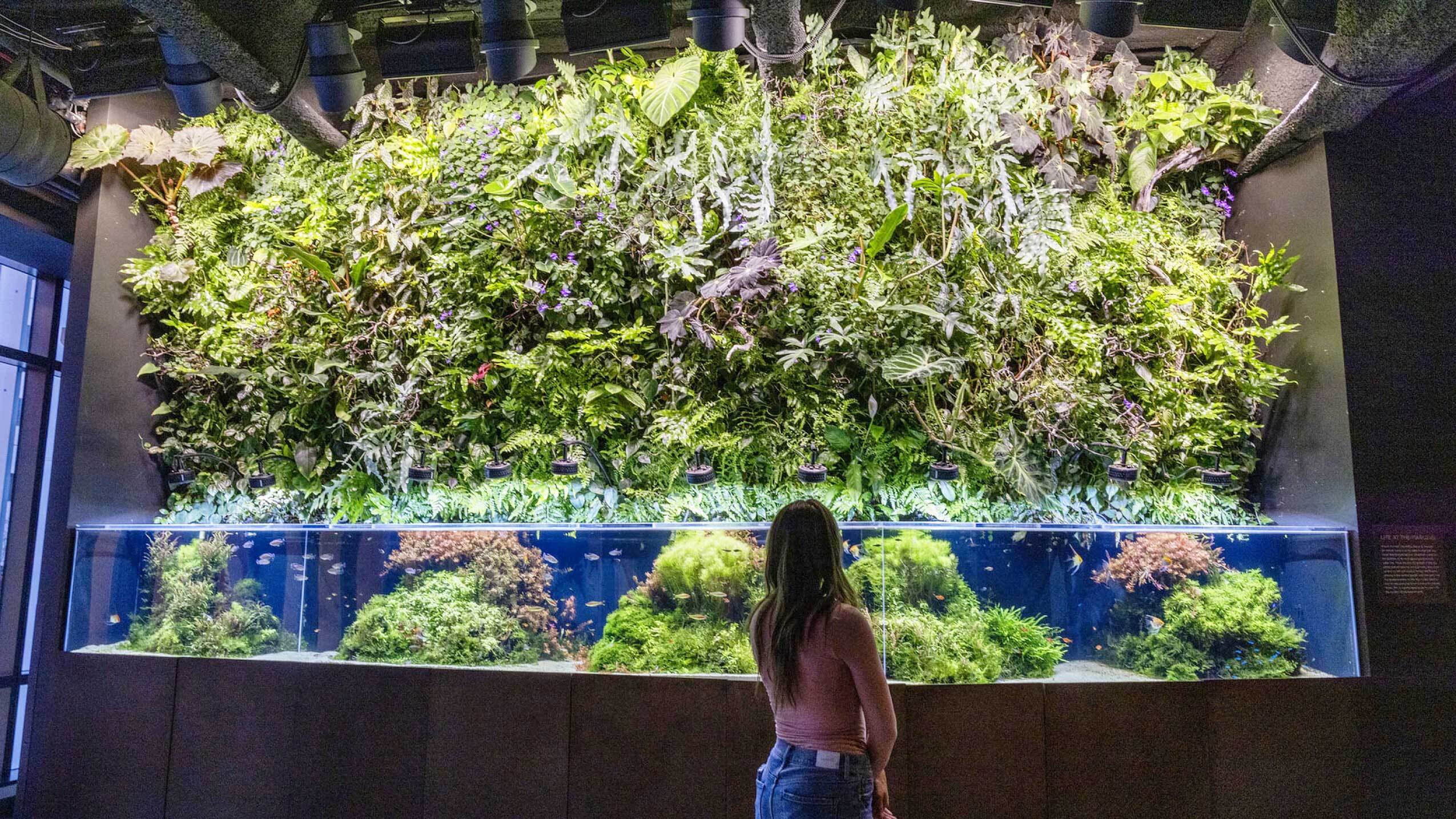 Amazon employee observes the nature wall/fish tank at Day 1.