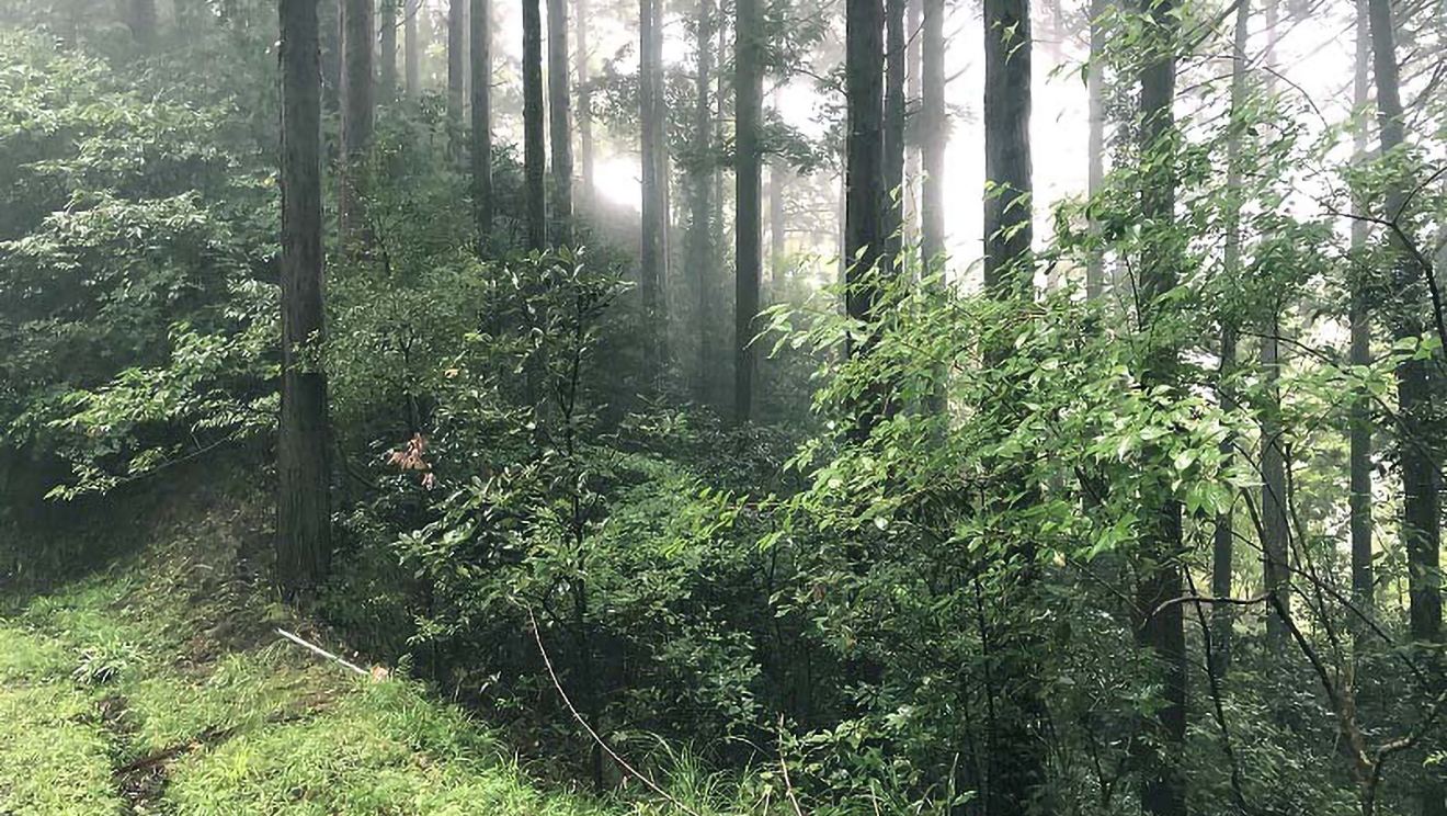木が生い茂る森の中の様子。幹と幹の間は白く明るく、霧のように見える。奥の方は斜面になっている。