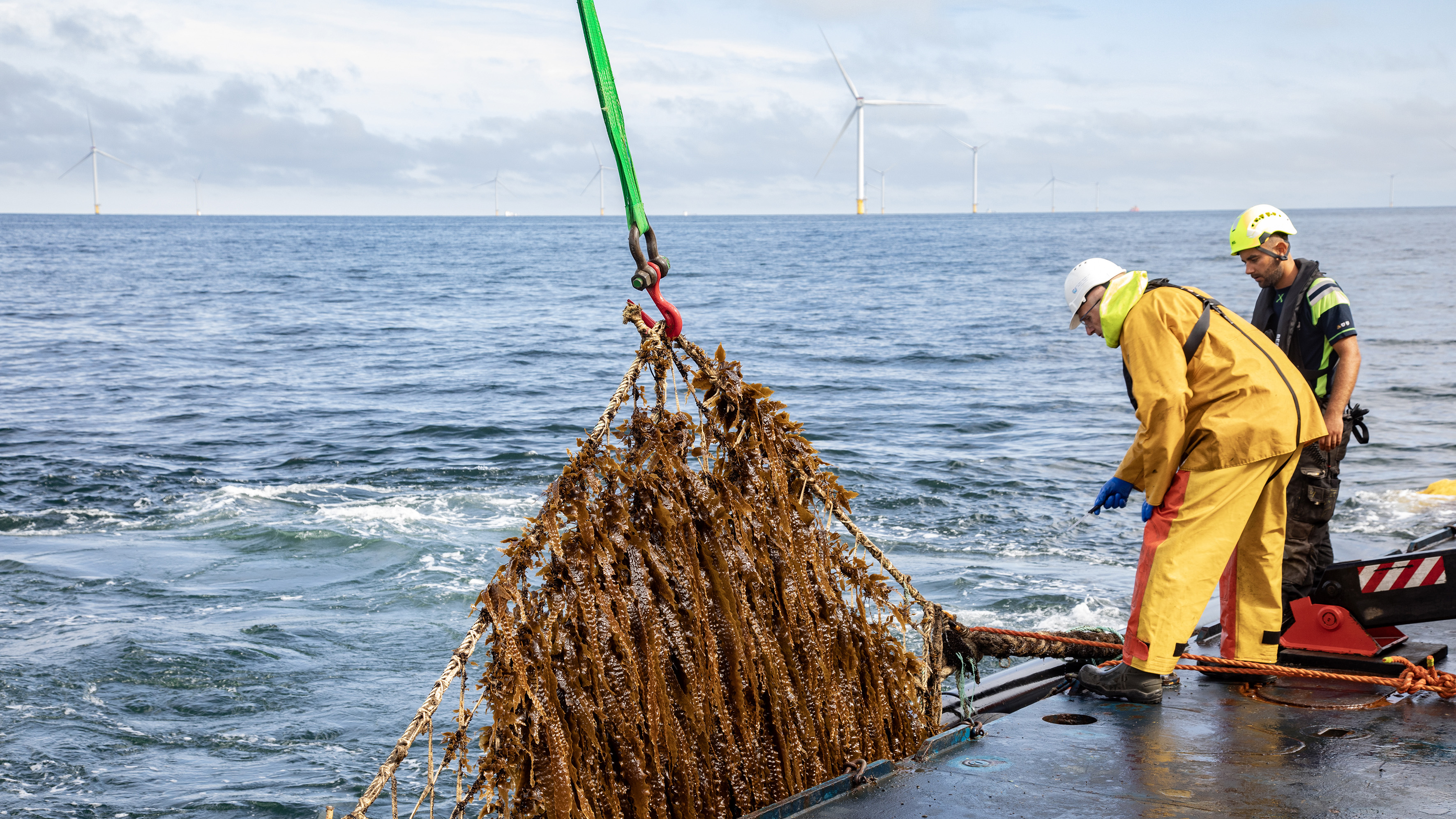 Workers harvesting seaweed from ocean with wind turbines in background