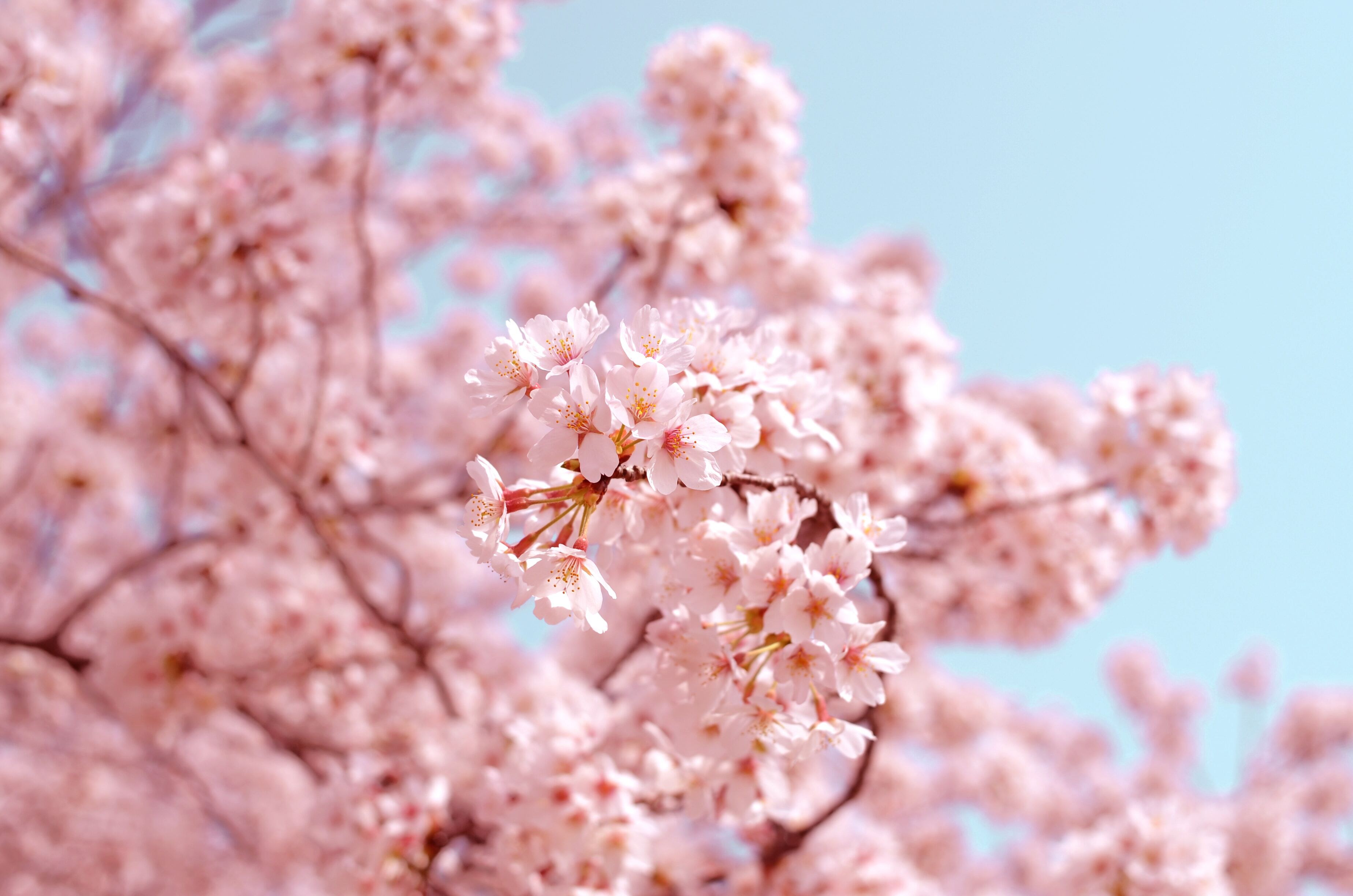 Ein Baum mit rosa Blüten, im Hintergrund ein strahlend blauer Himmel