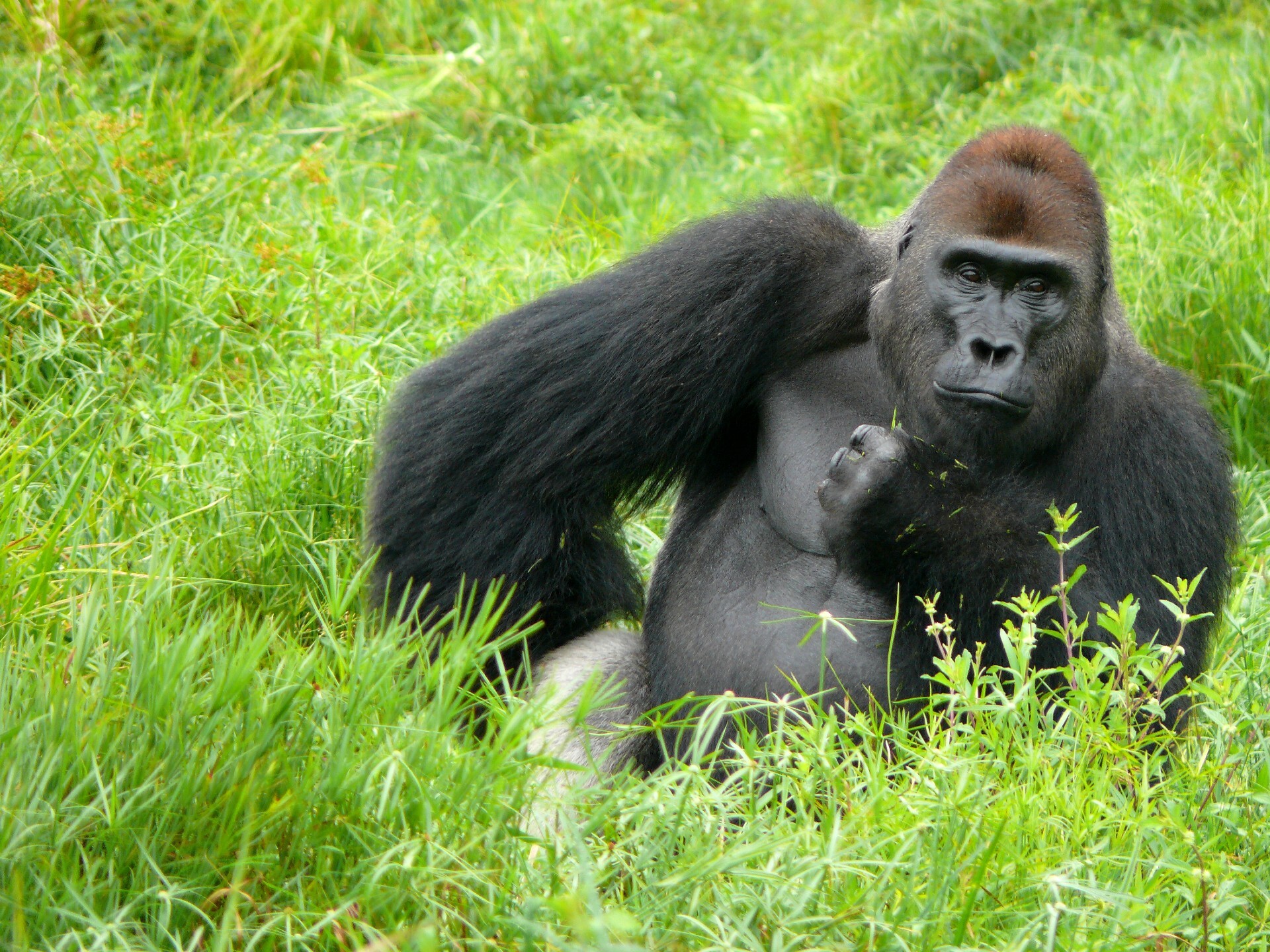 A gorilla sits in a grassy area with one hand at its hip and the other hand at its chin.