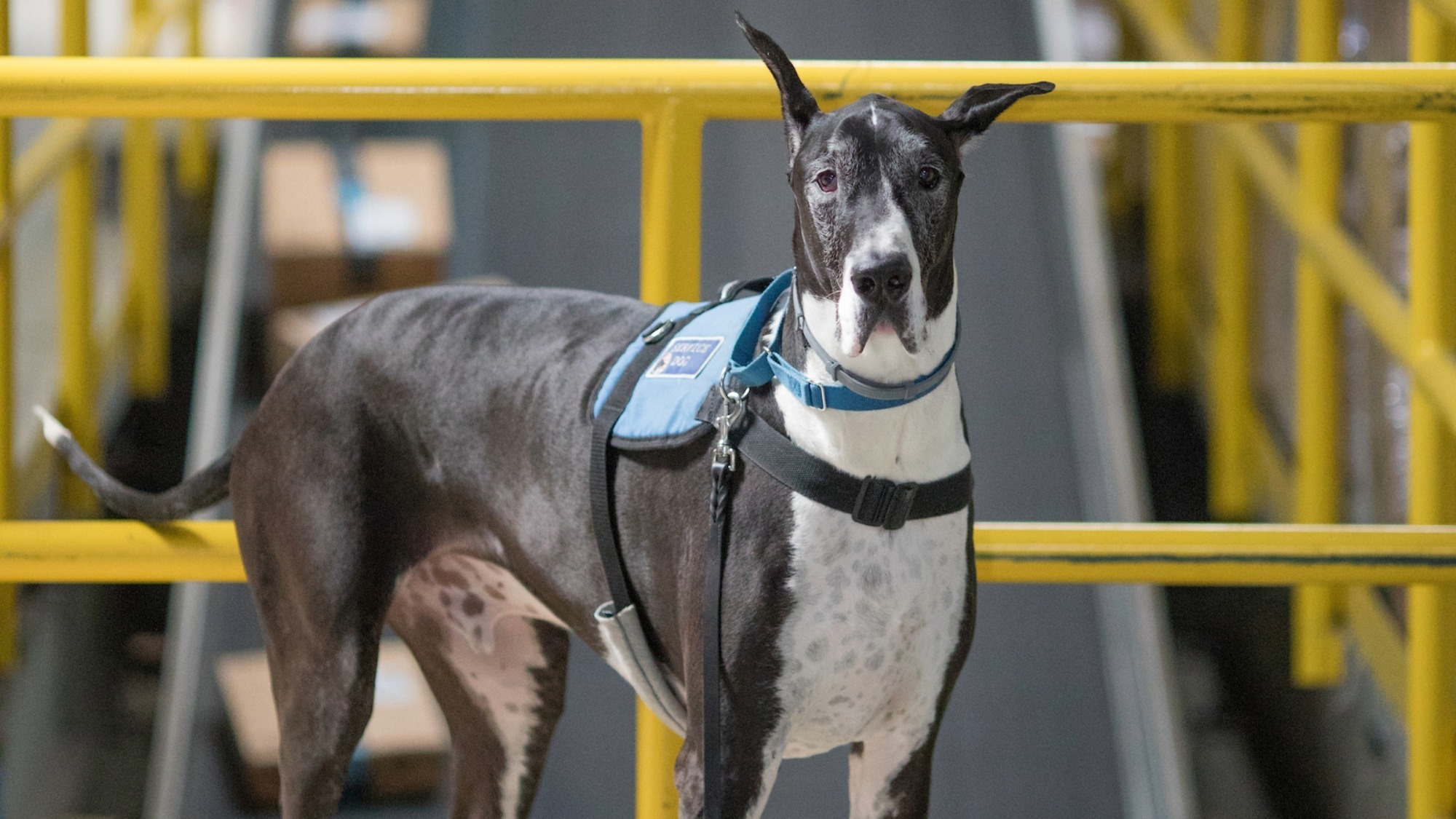 Riley, service dog at Amazon Chattanooga FC