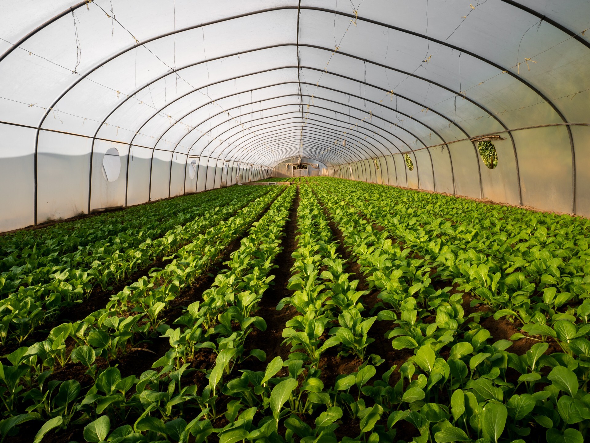 Vegetables growing in a green house.