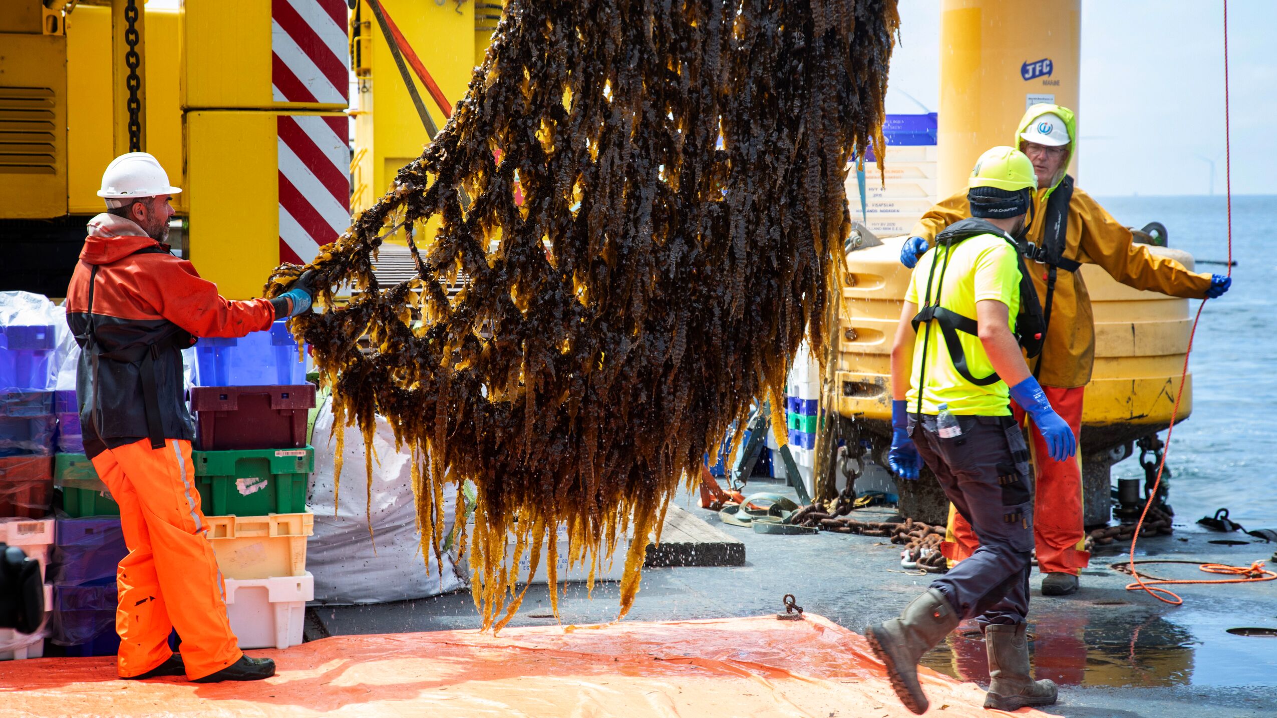 Workers harvesting large seaweed crop on fishing vessel
