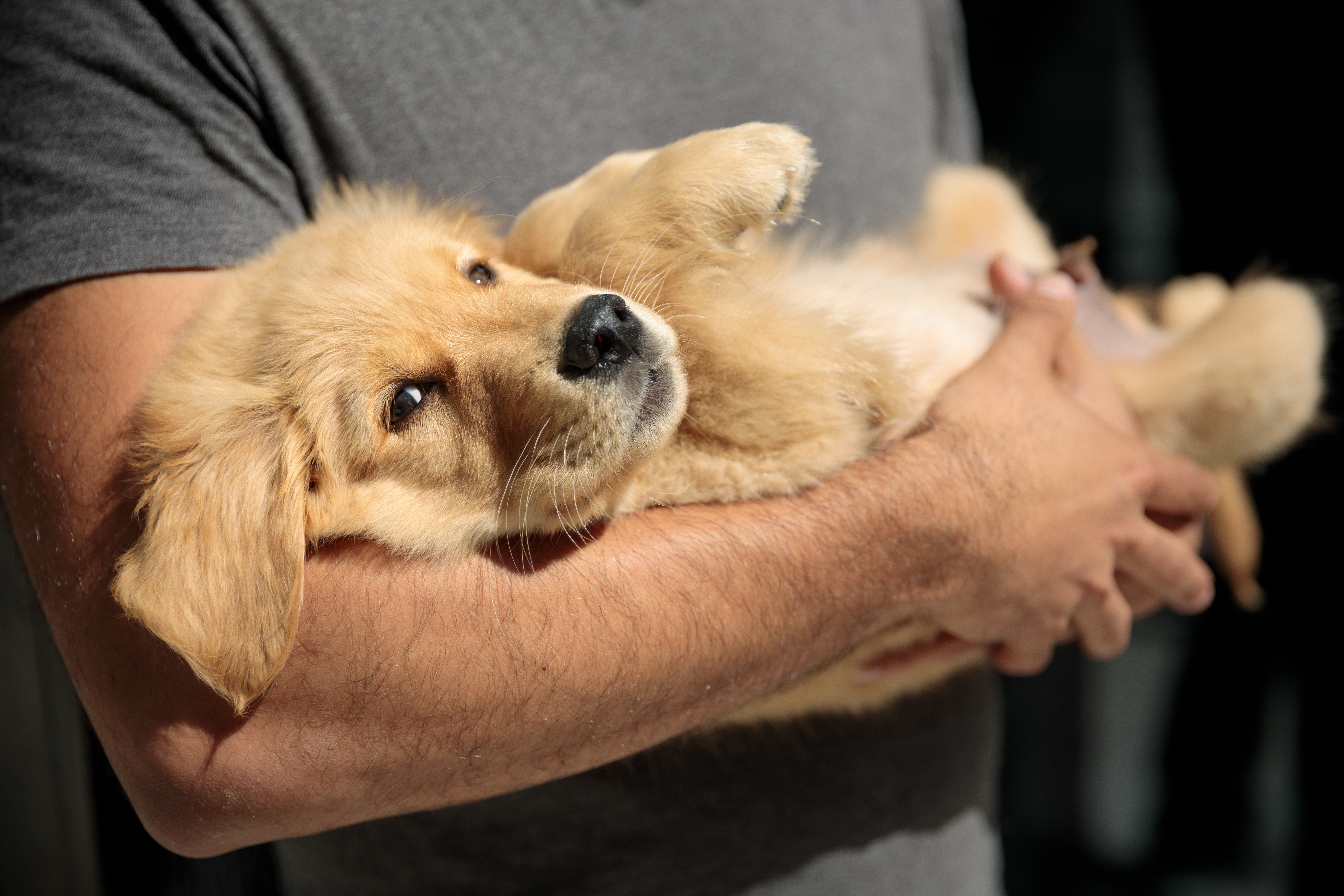 Dog of the Week - Teddy, 11 weeks old, Golden Retriever