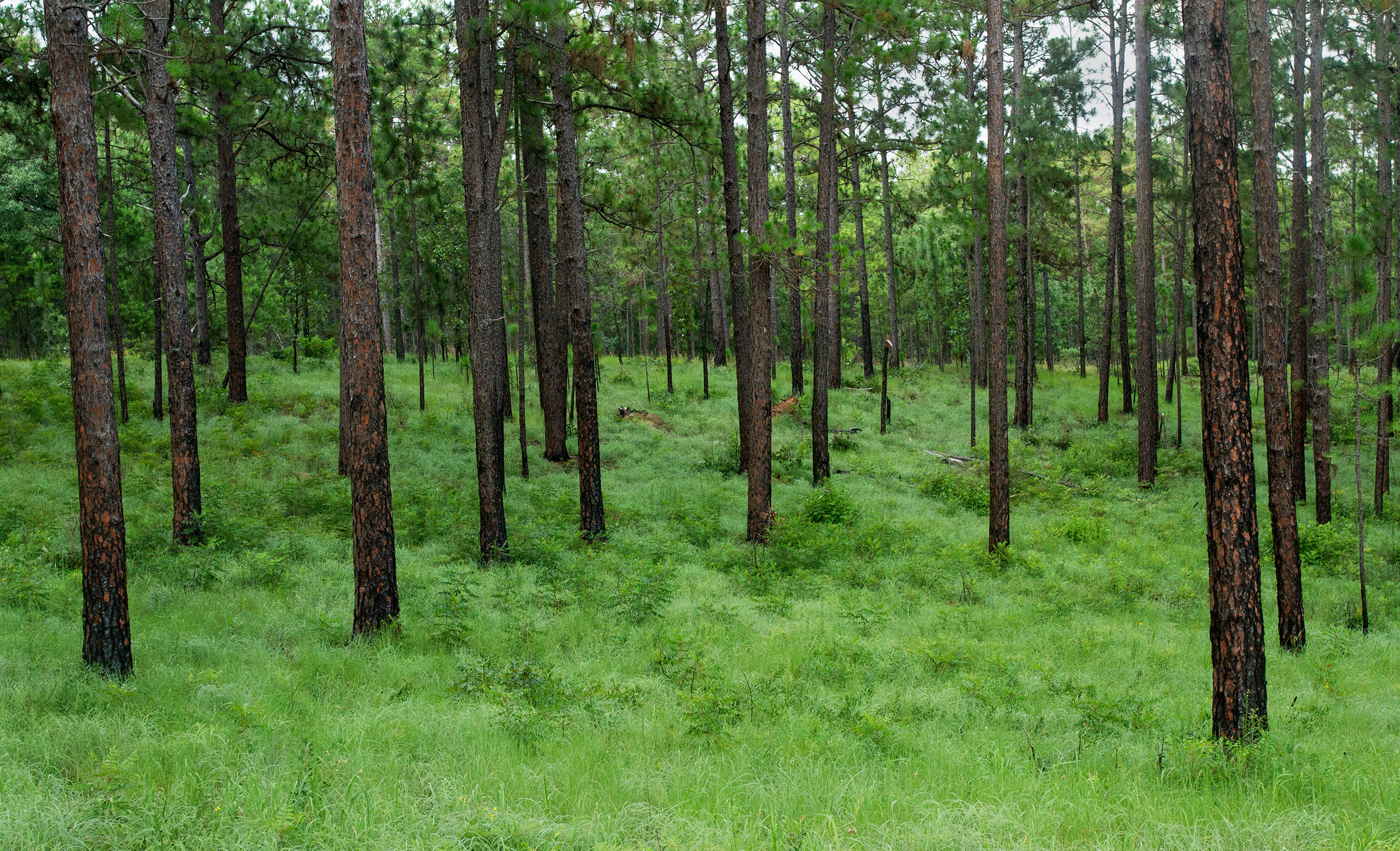 Pine forest with tall trunks and lush green undergrowth