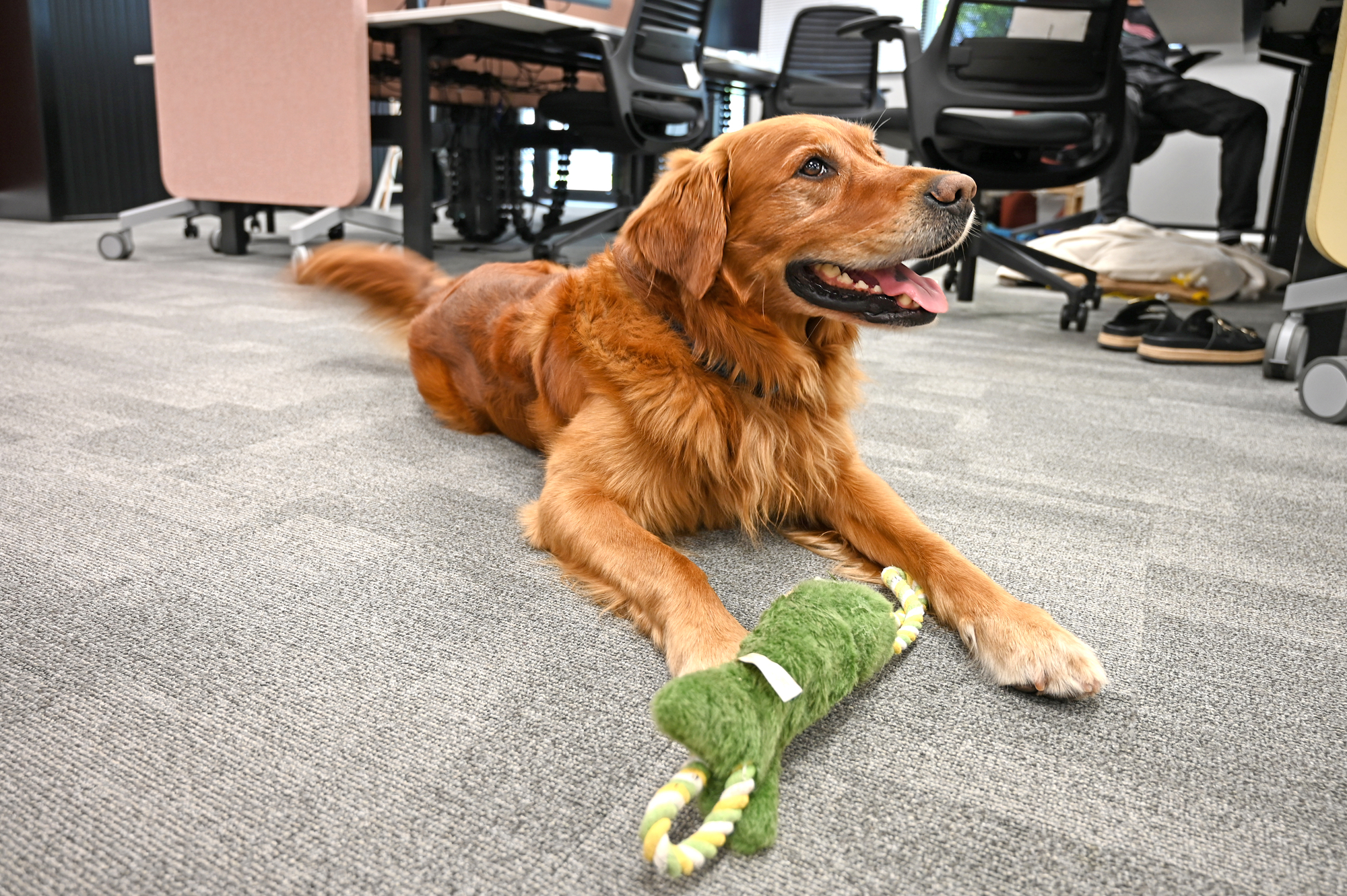 Amazon Office Dog playing with his toy