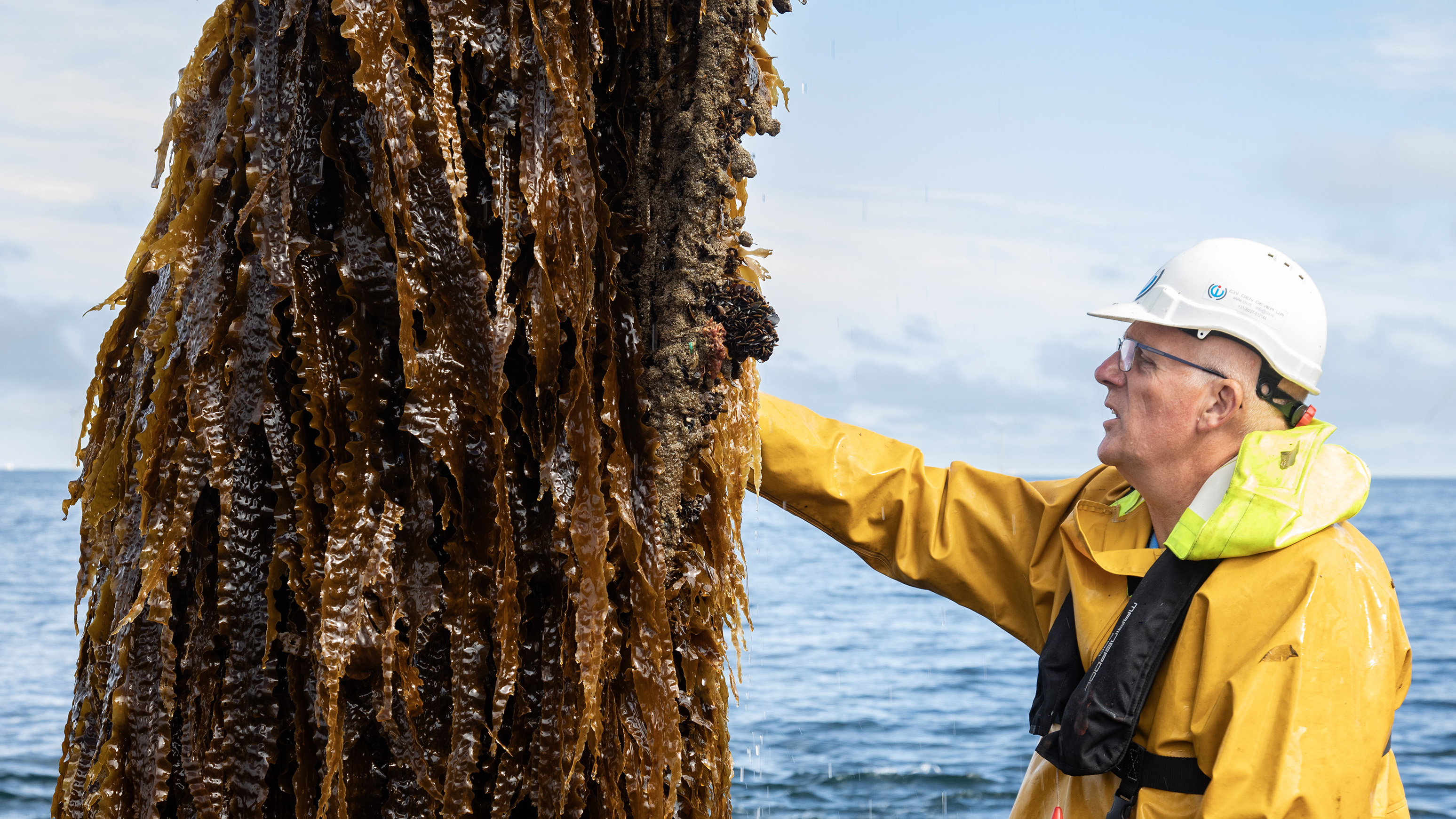 Researcher in yellow safety gear studies seaweed at sea