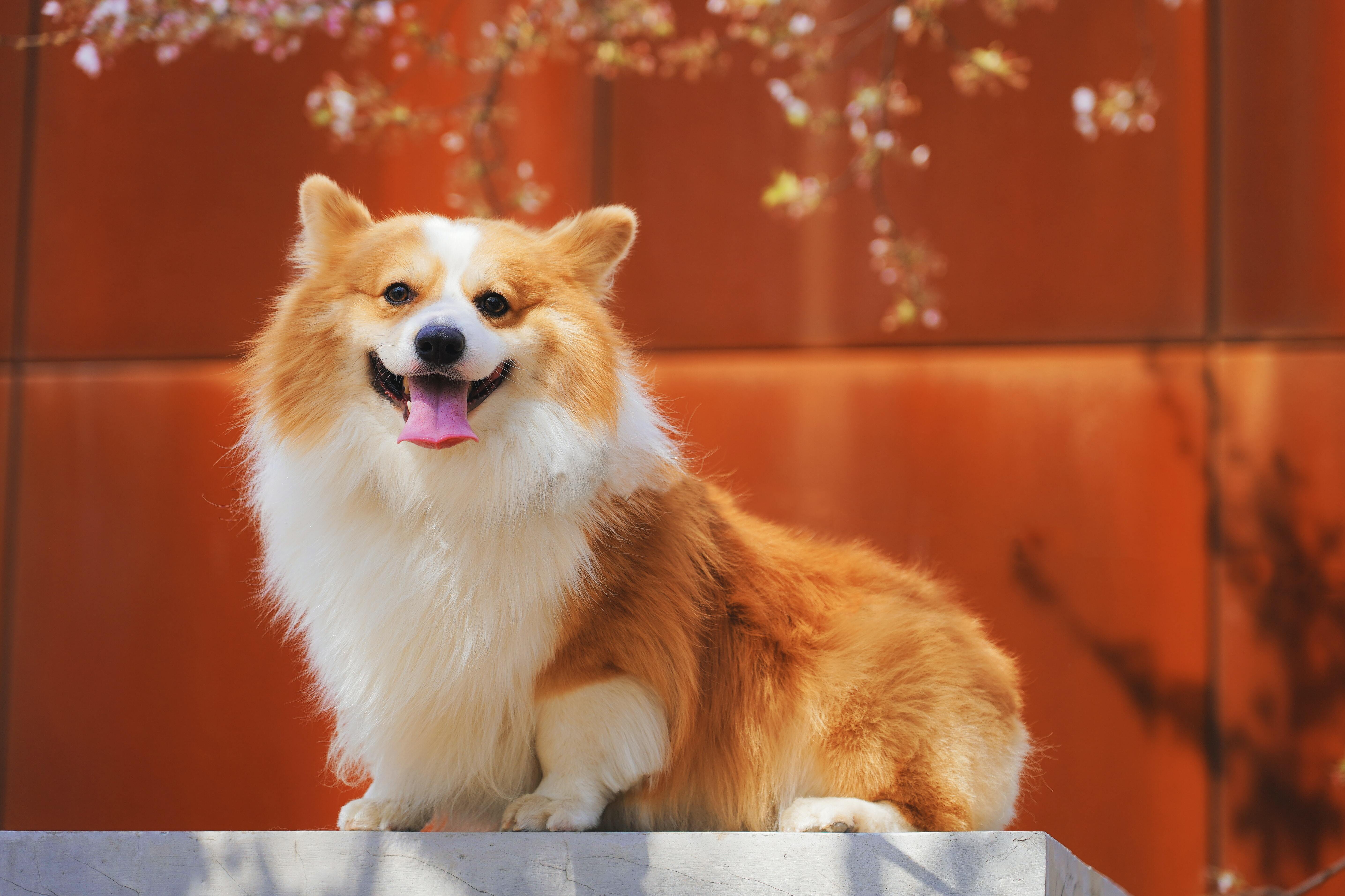 Dog image