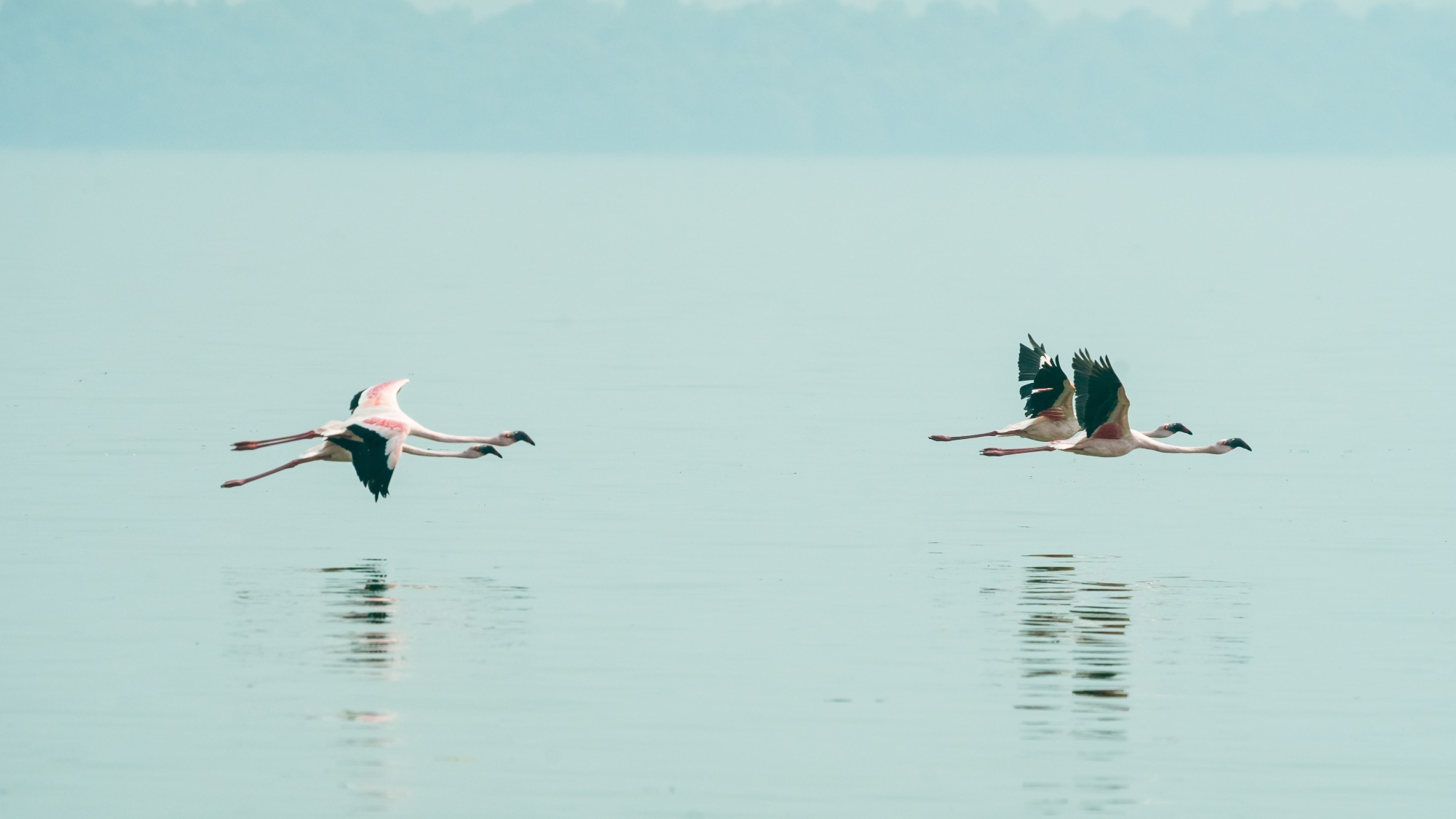 Amazon’s project protecting flamingoes in Mumbai and Thane Creek