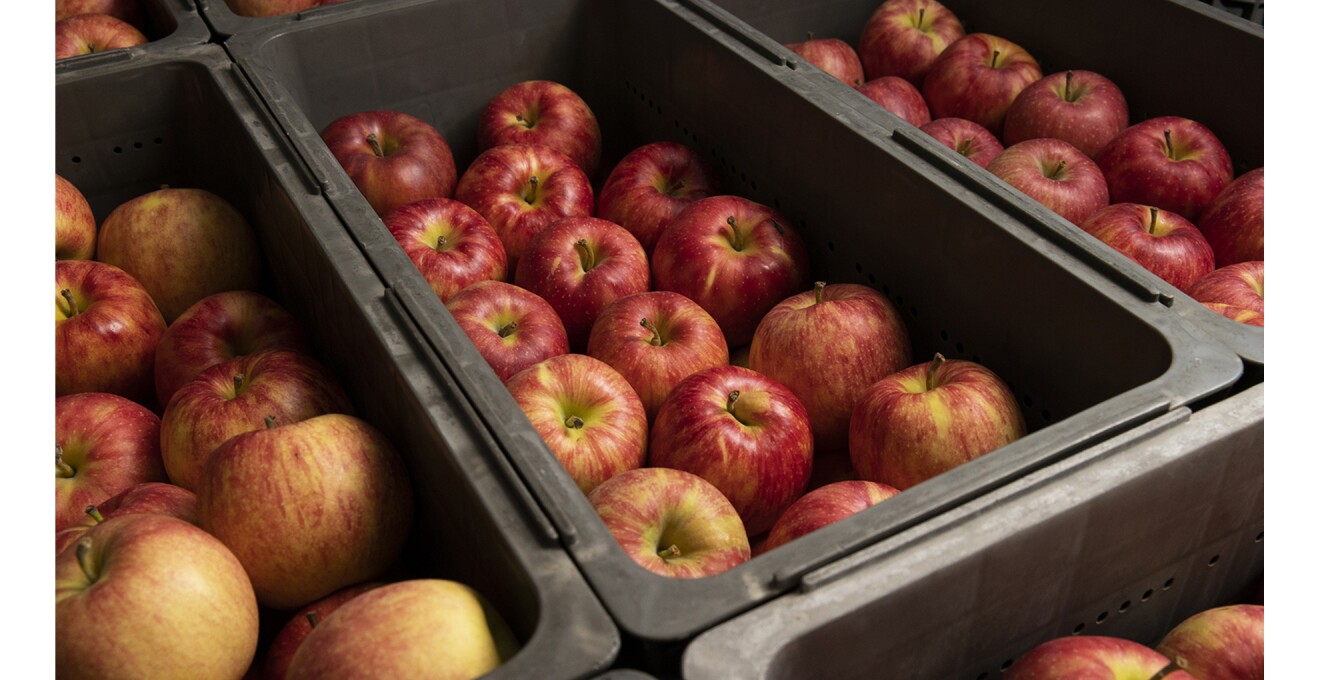 艶やかな赤いリンゴが保管されている写真