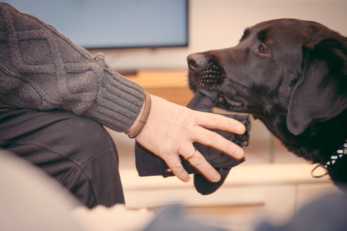 Partner-Hunde Österreich_AmazonSmile