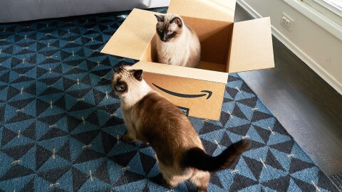 客厅里两只暹罗猫的照片。一只坐在亚马逊盒子里,另一只在盒子外面蹭脸。
