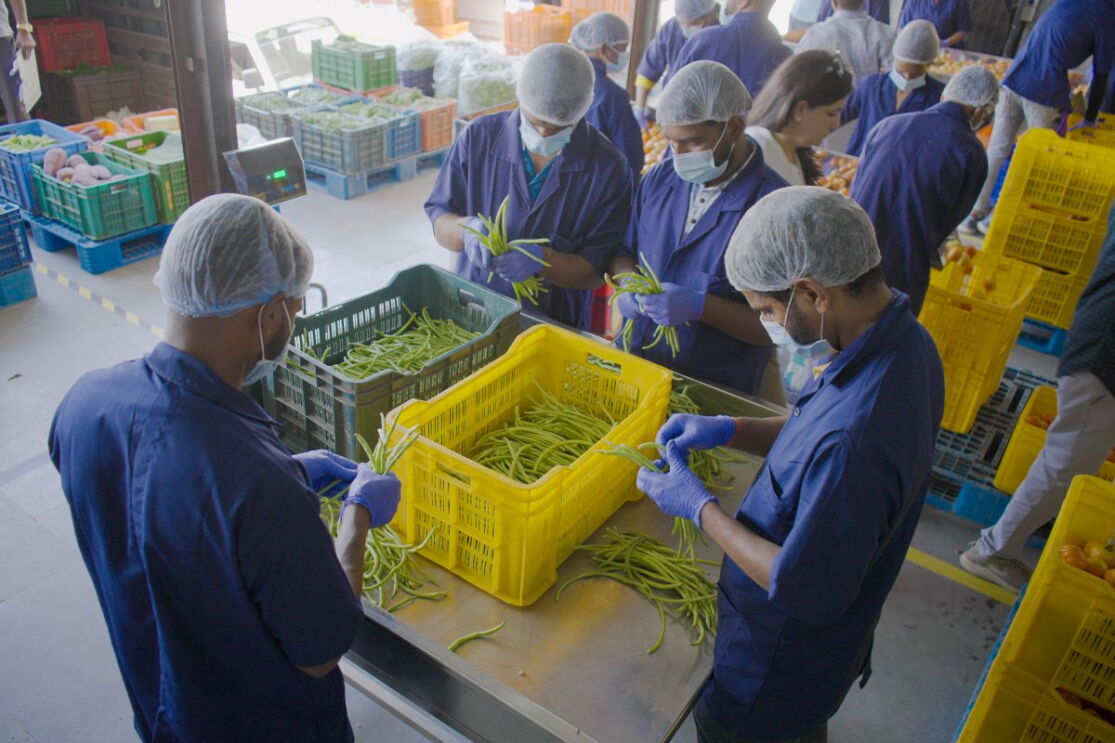 Team of workers wearing masks and gloves sorting long green beans at an industrial packing station