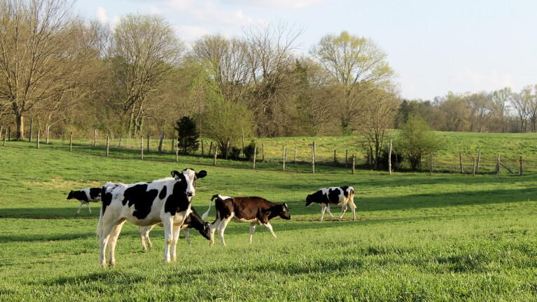 Holstein cows grazing in a green pasture with trees in the background on a pasture in Virginia