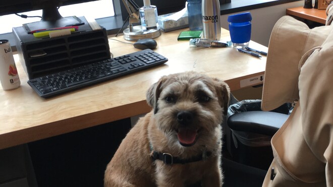 A small, brown dog sitting on an office chair.