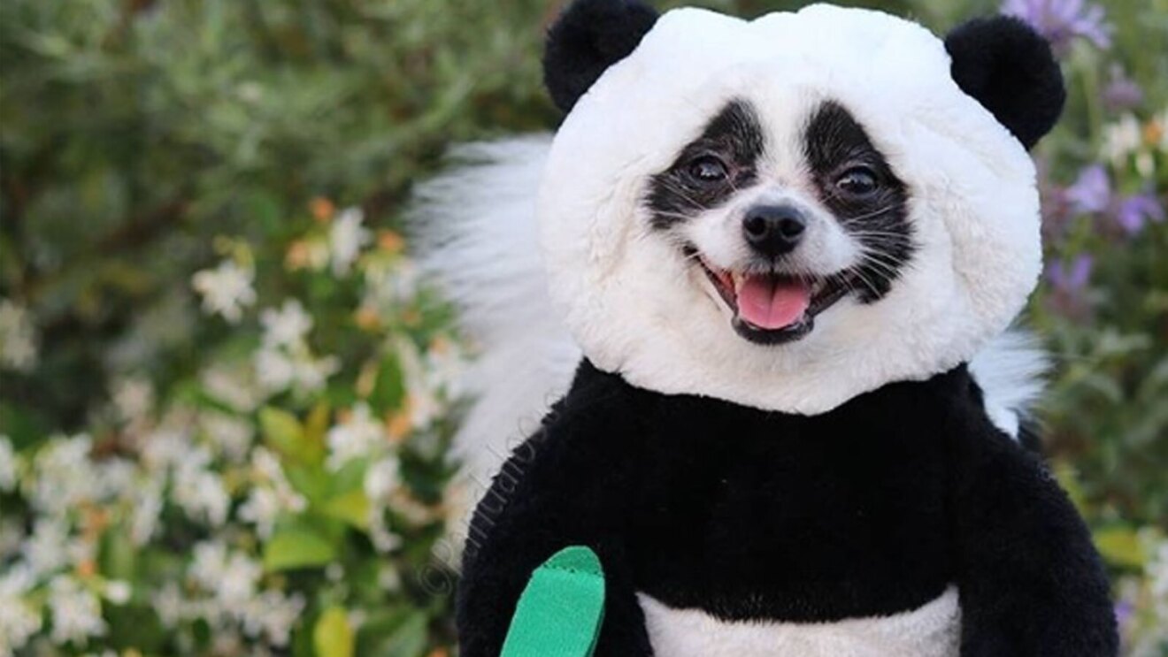 An image of a woman holding a small, black and white dog in a panda costume. There are pasted comments on the left side of the image that say how fun the costume is and how much they love it for their pet. 