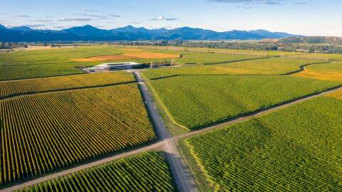 Bankhouse Vineyard in New Zealand