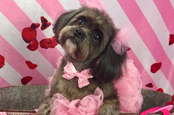 A brown and black Shih Tzu sits in a galvanized bucket, wearing a tutu and bow at her neck, and tulle pom poms on her ears. In front of the bucket, a pillow that says "You make my tail wag" is positioned.