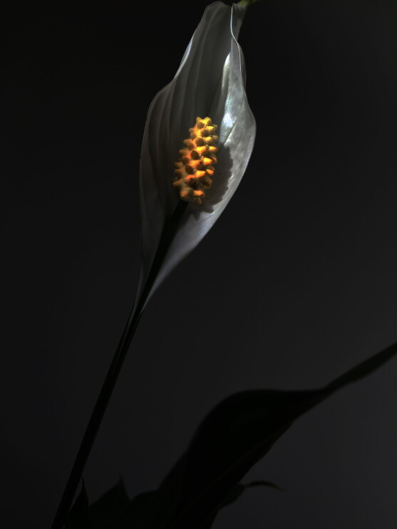 An image of a greyscale Lilly with a yellow Ovule. 