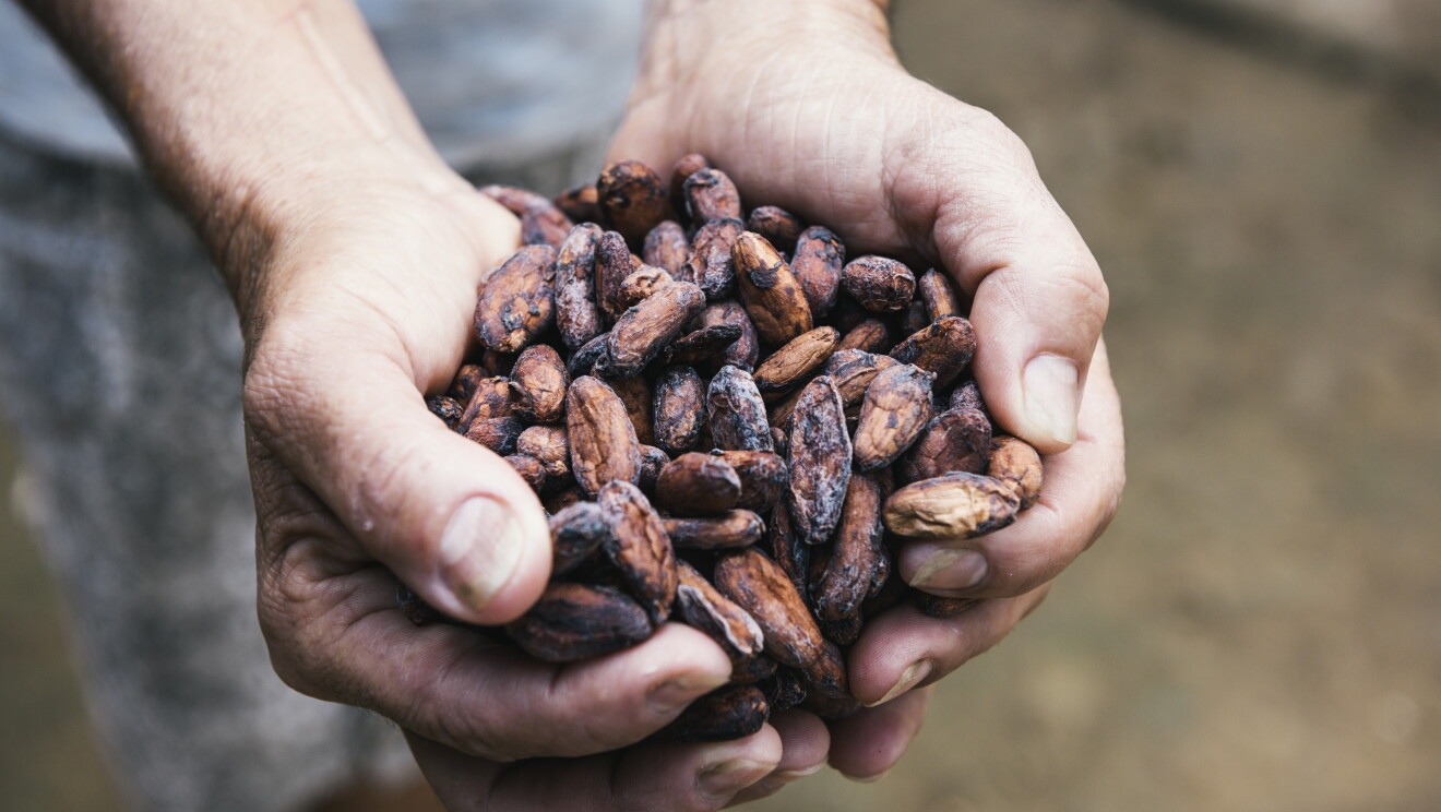 Cacao on a São Félix do Xingu ranch in the Brazilian Amazon. 