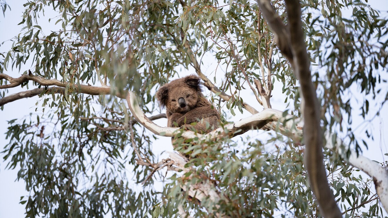 A koala crosses its arms and looks down from where it is sitting high in a tree branch.