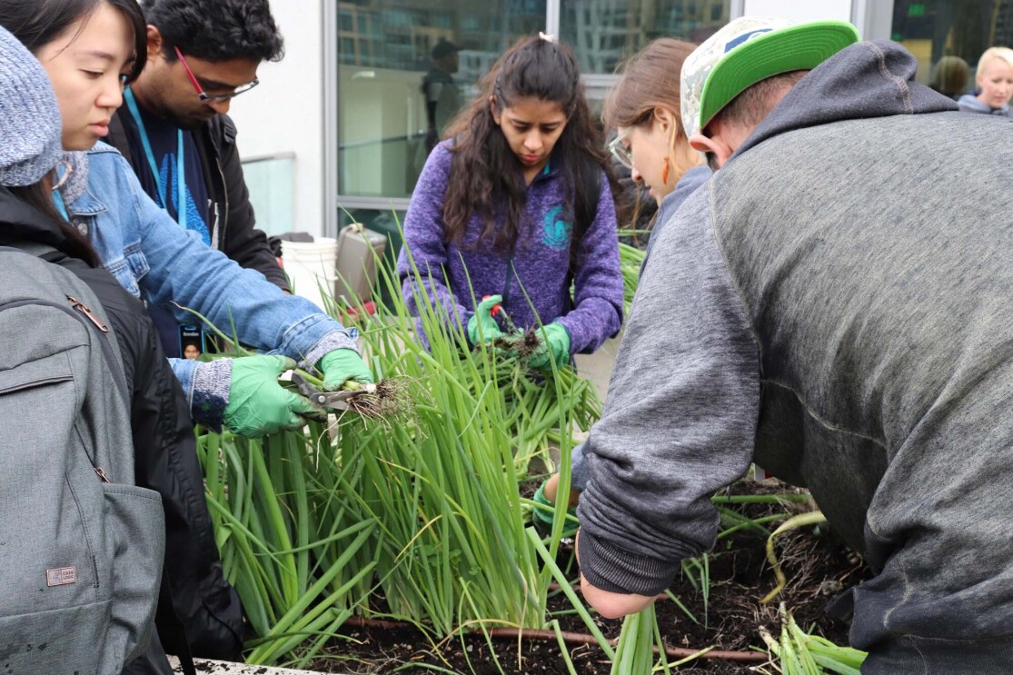 Amazon's rooftop organic vegetable garden, providing the harvest to FareStart restaurant