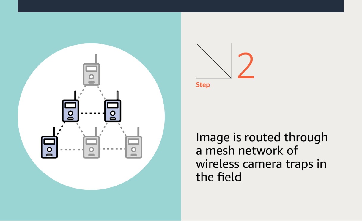 An illustration of multiple camera traps