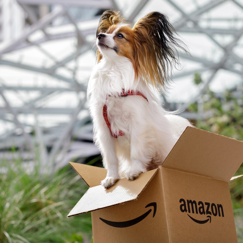 Dog of the Week - Frankie standing in a box