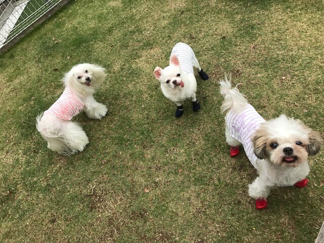 Amazonから広がる「動物保護」の輪 