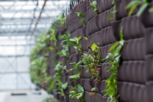 Living Wall in Spheres