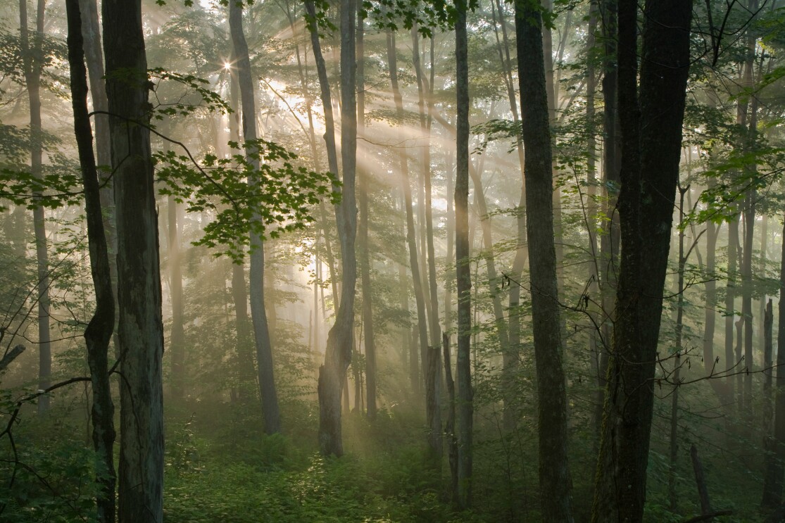 Sonnenstrahlen scheinen durch den Wald.