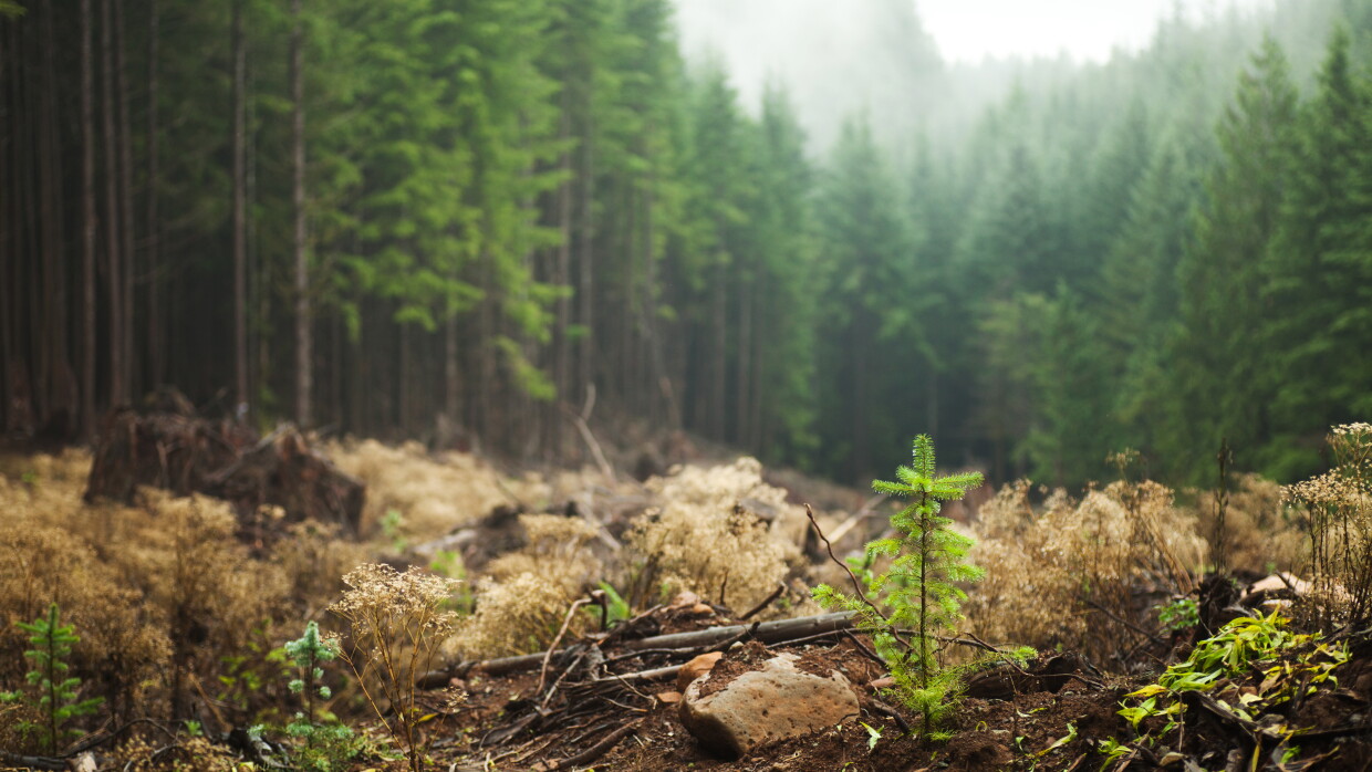 Sustainability Stock Imagery - Regrowth in logged area - Forest