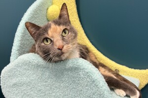 An image of a cat sitting in a moon and cloud shaped cat tree looking at the person taking the picture. The cat has grey and orange spots and light green eyes.