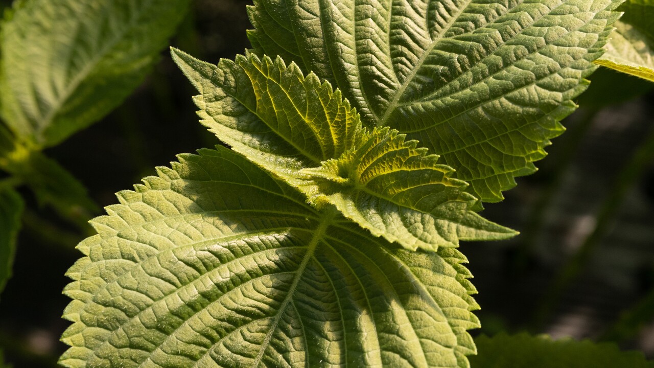 An image of perilla plants being planted.